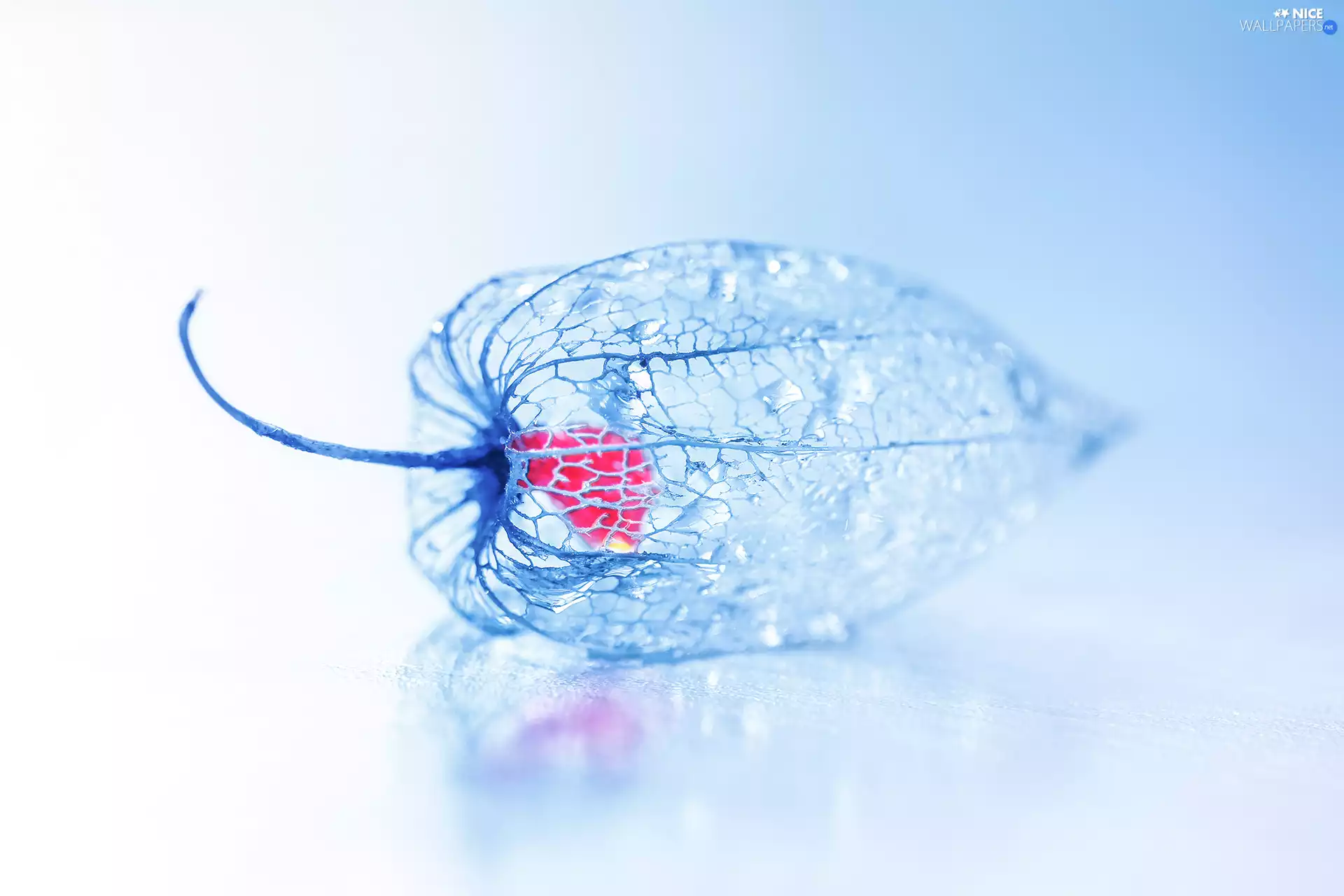 Blue, physalis bloated, plant