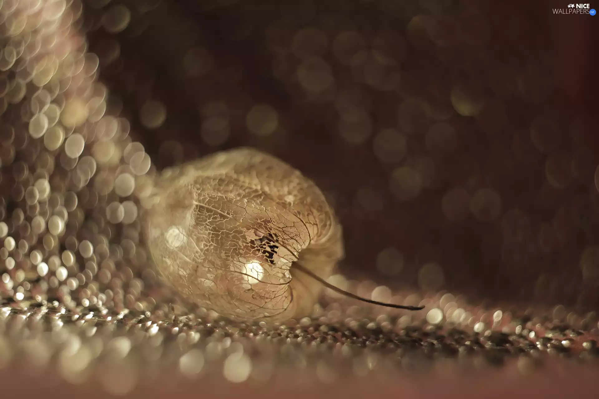 Bokeh, physalis bloated, plant