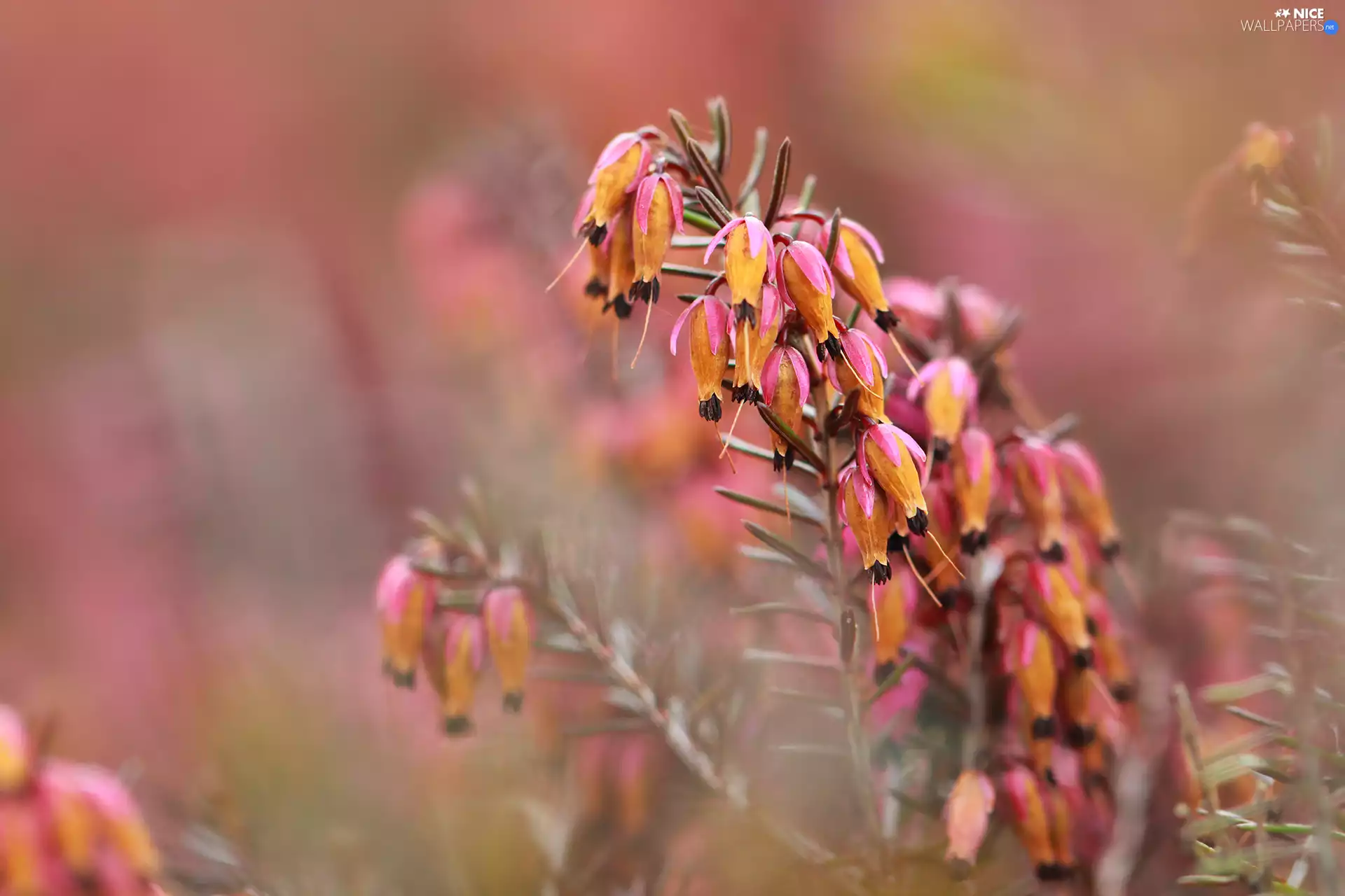 Briar, Pink, Flowers, plant