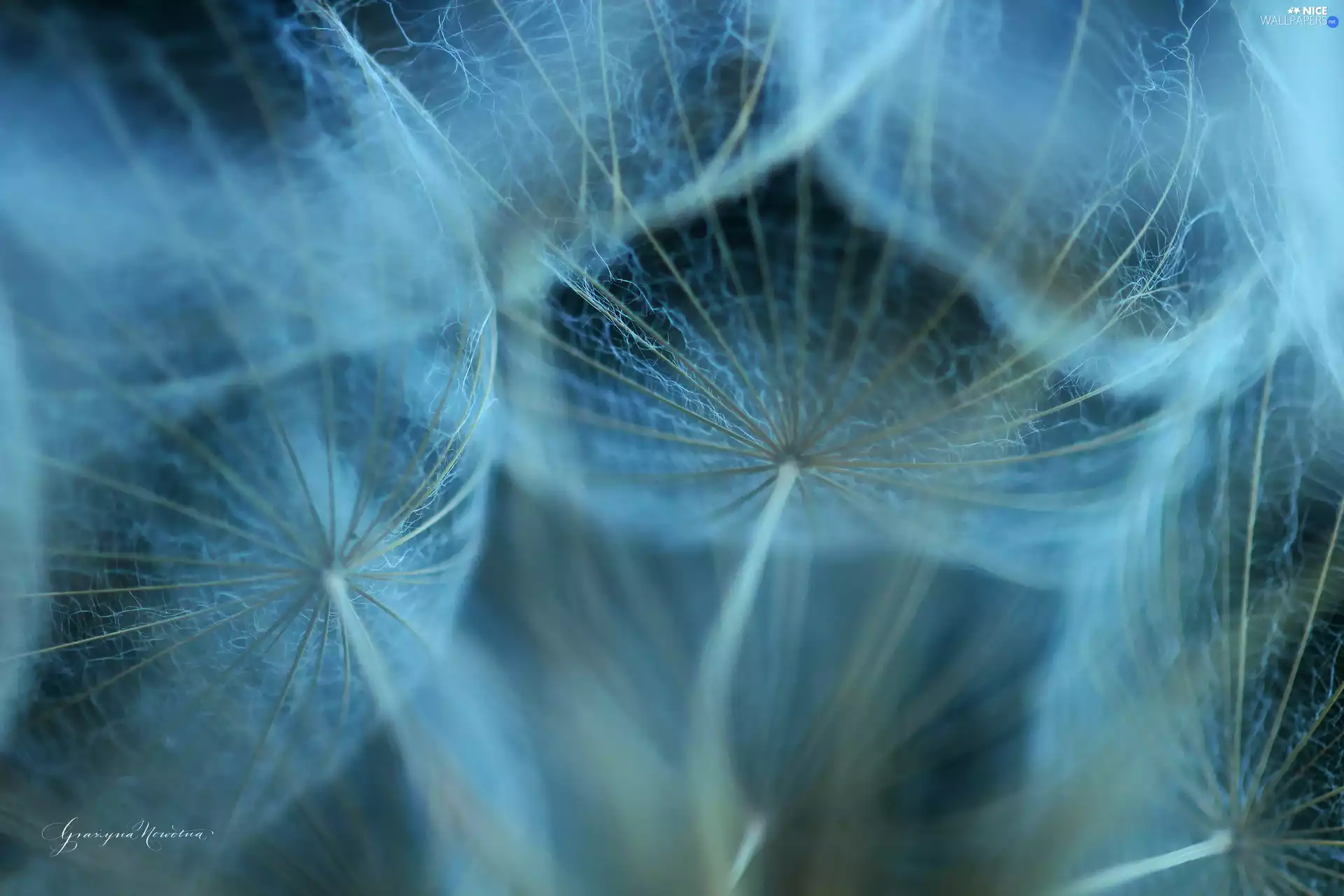 dandelions, Tragopogon Pratensis, plant