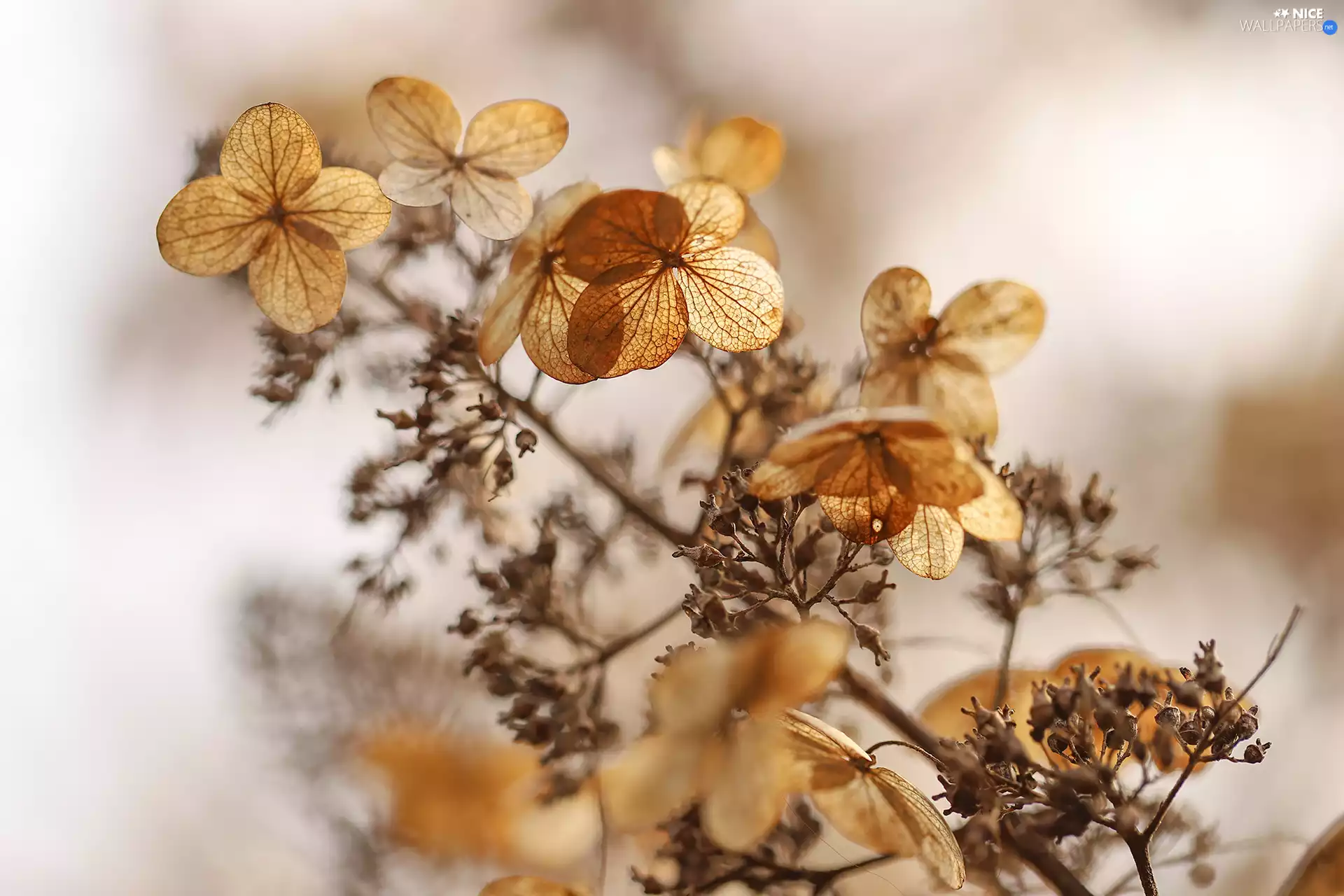 plant, hydrangea, dry