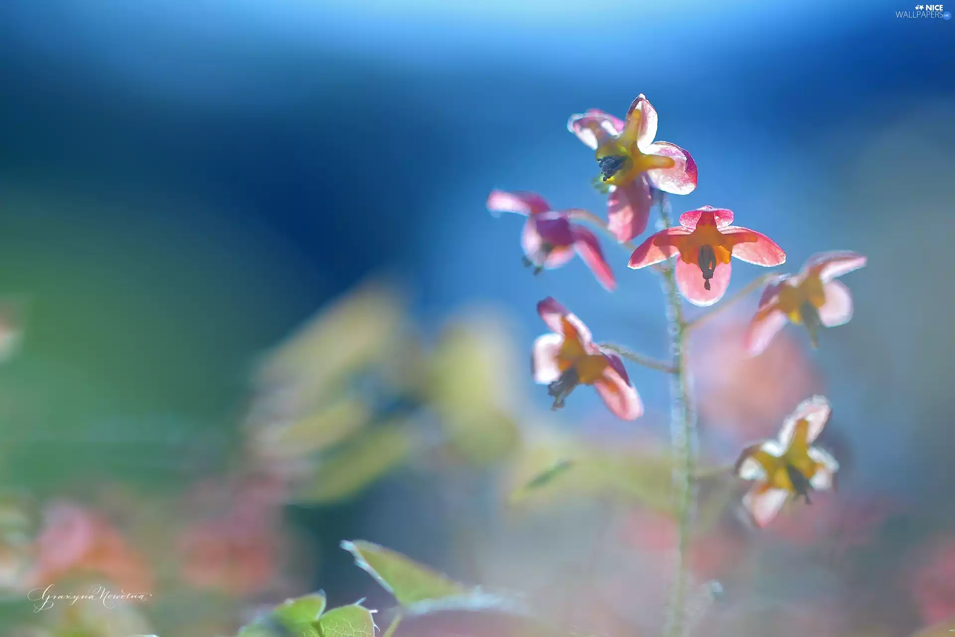 plant, Pink, Flowers