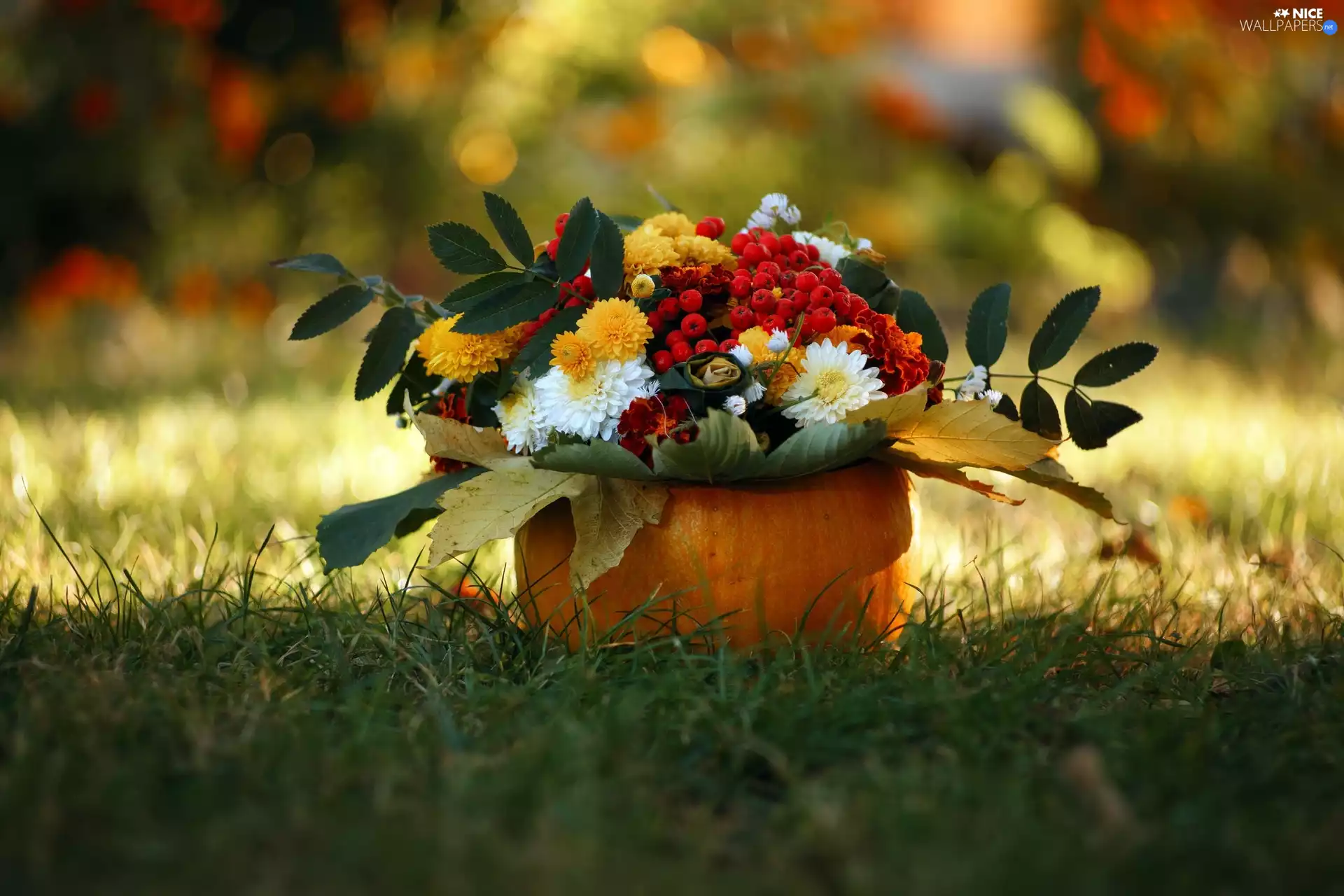 Flowers, Leaf, pumpkin, Plant