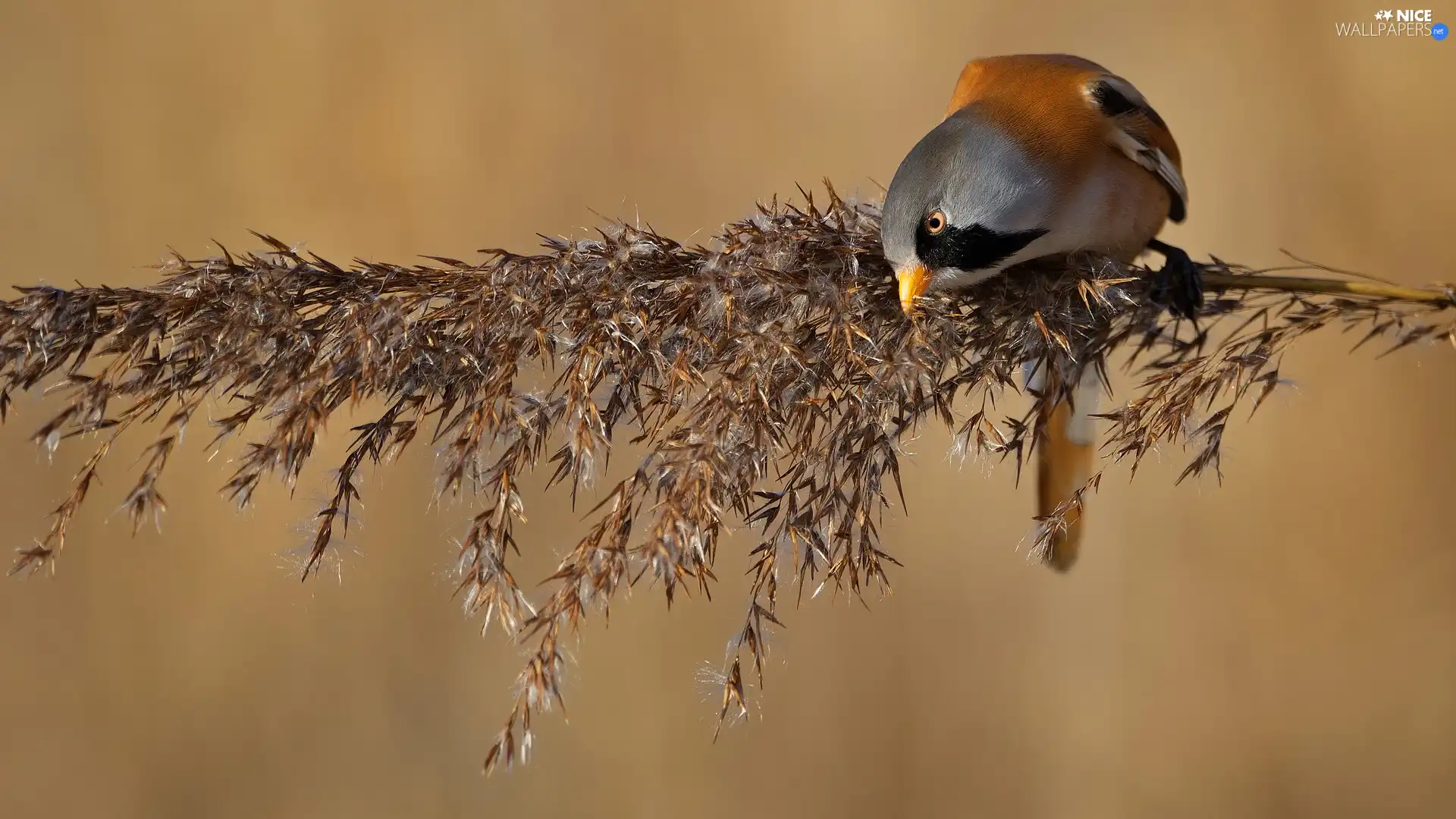 Bearded Tit, male, plant, Bird, grass