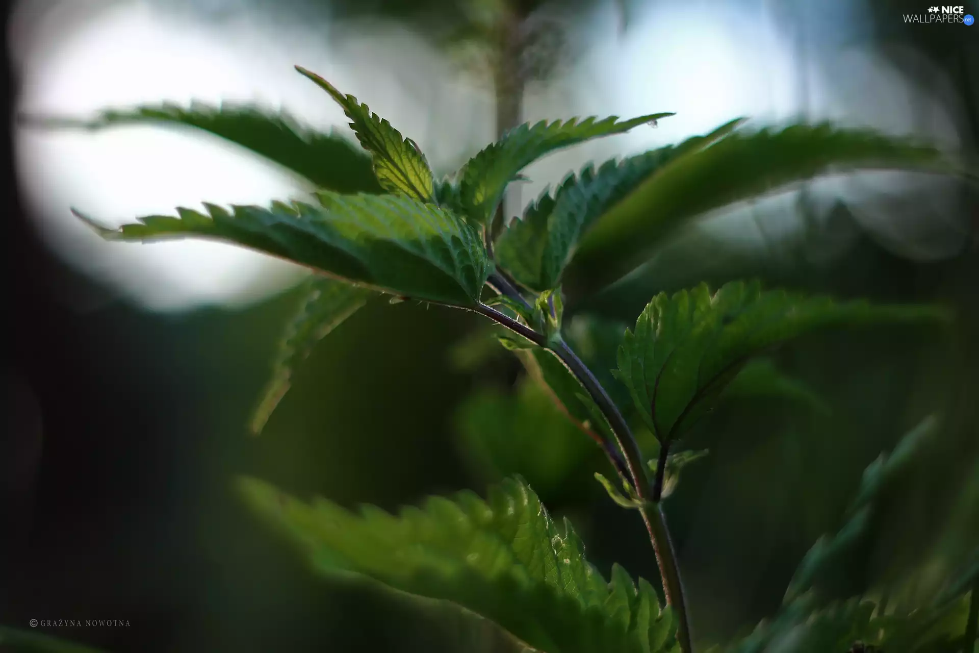 plant, nettle, Green