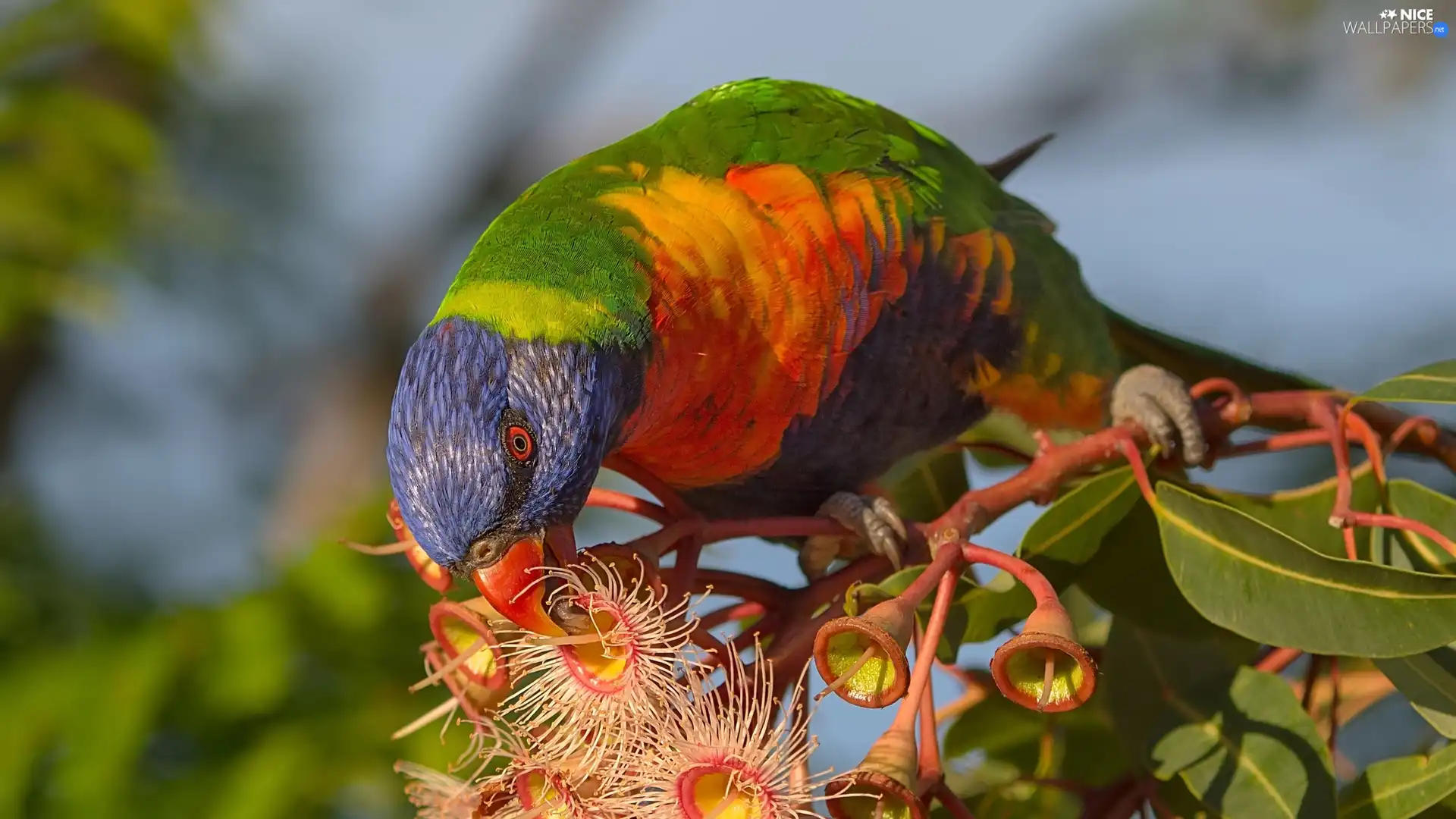 Blossoming, Corymbia Ficifolia, Mountain Rainbow Lorikeet, plant, parrot