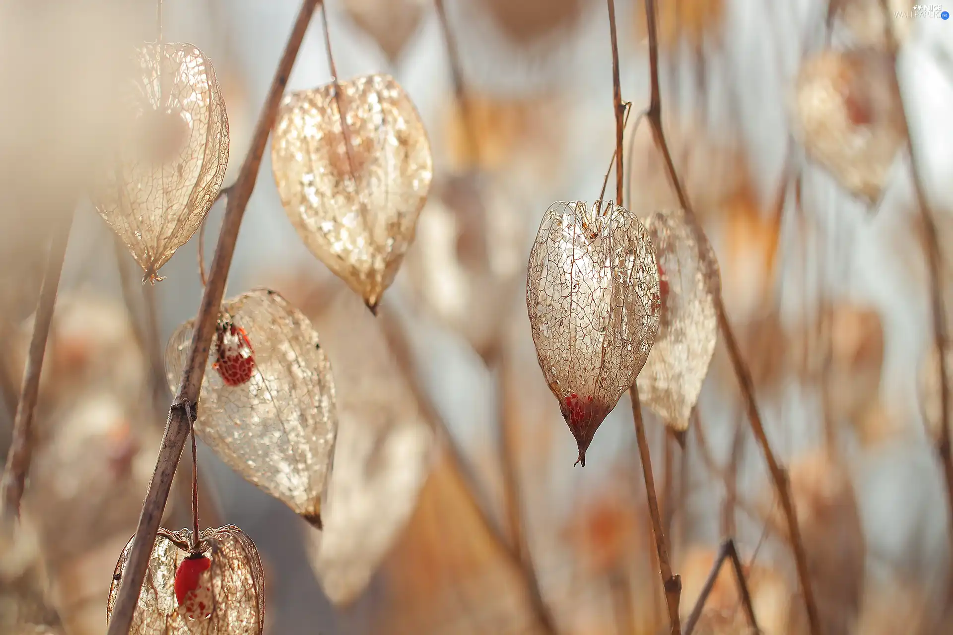 dry, physalis bloated, plant