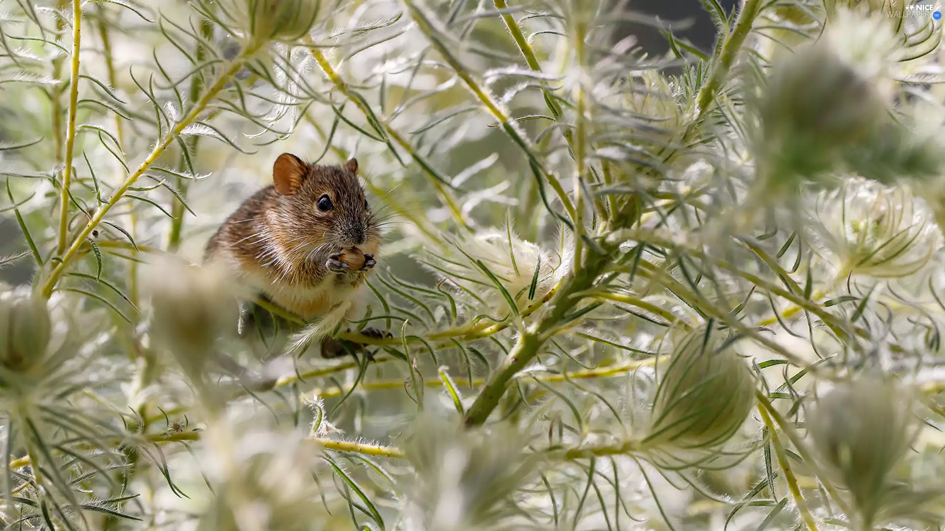 plant, mouse, seed