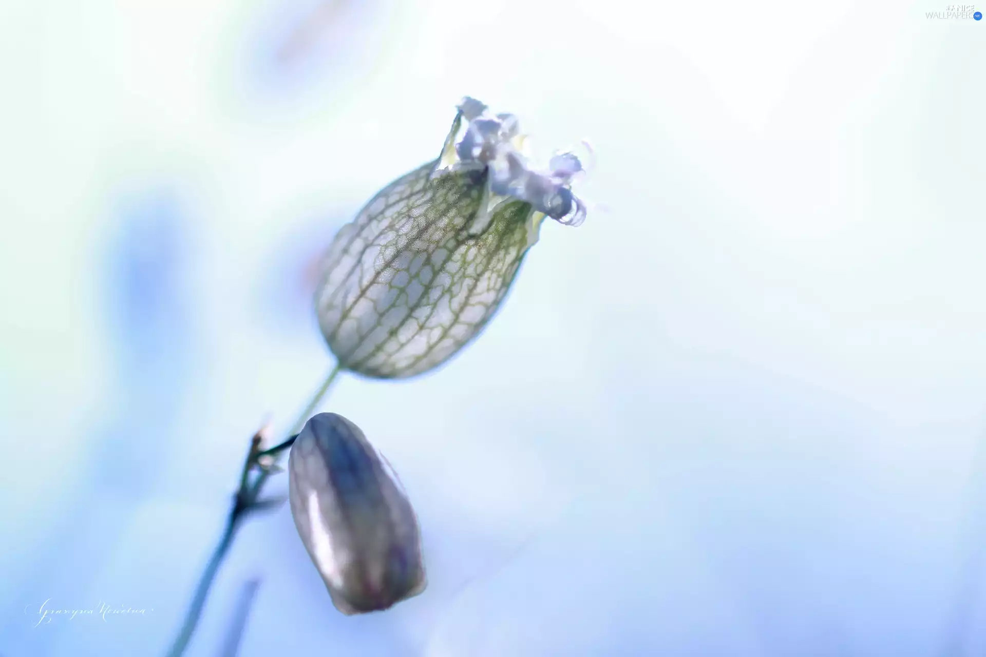 Summer, plant, Silene Vulgaris, Field