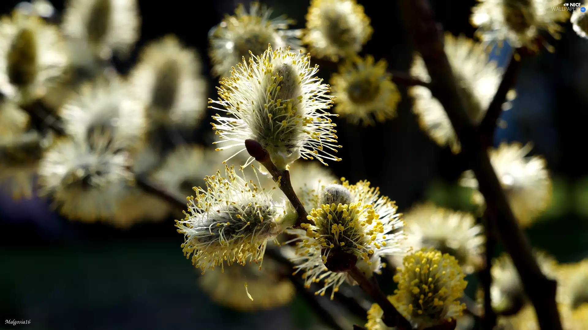 Willow, twig, database, plant