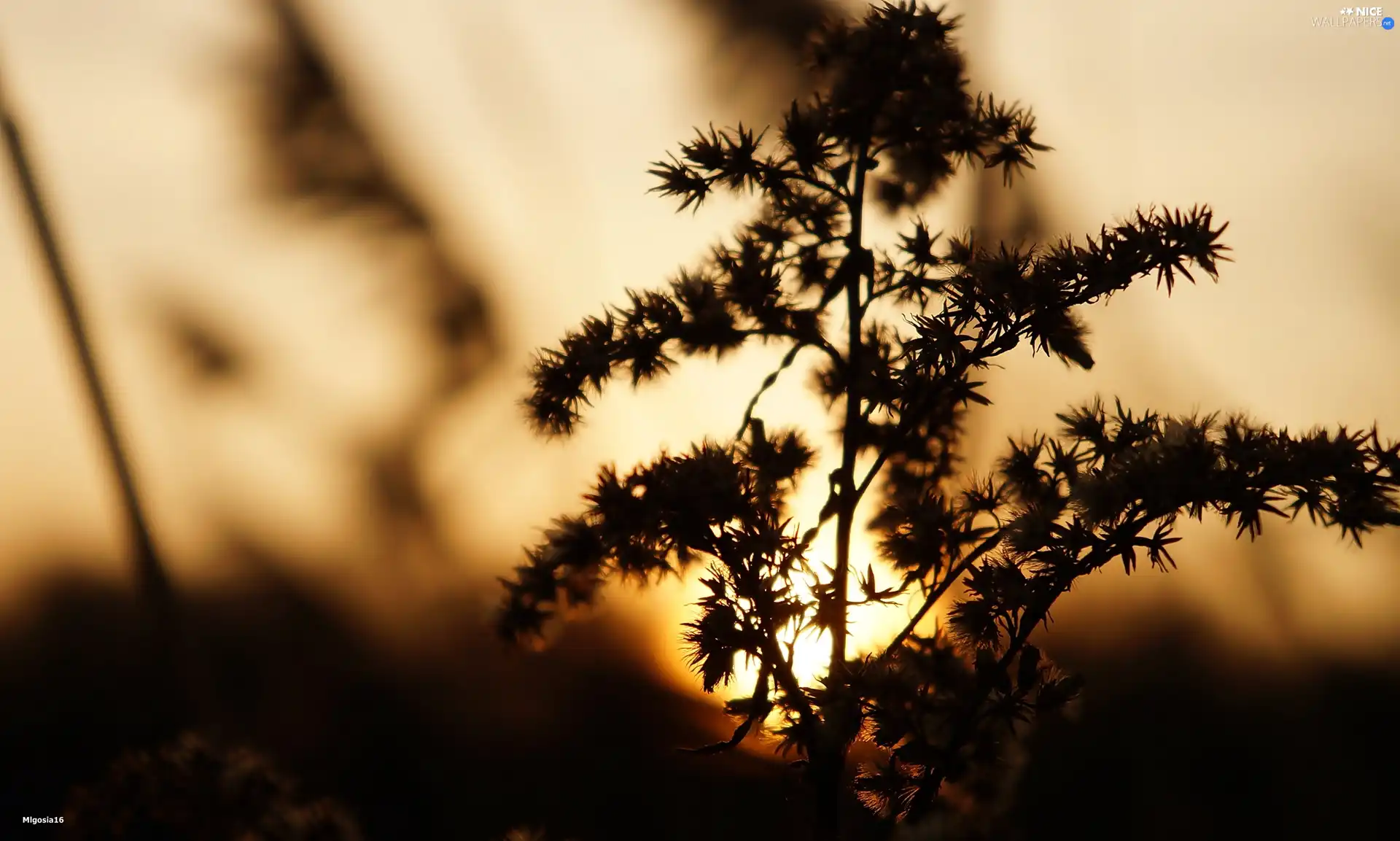 plant, Sunrise, withered