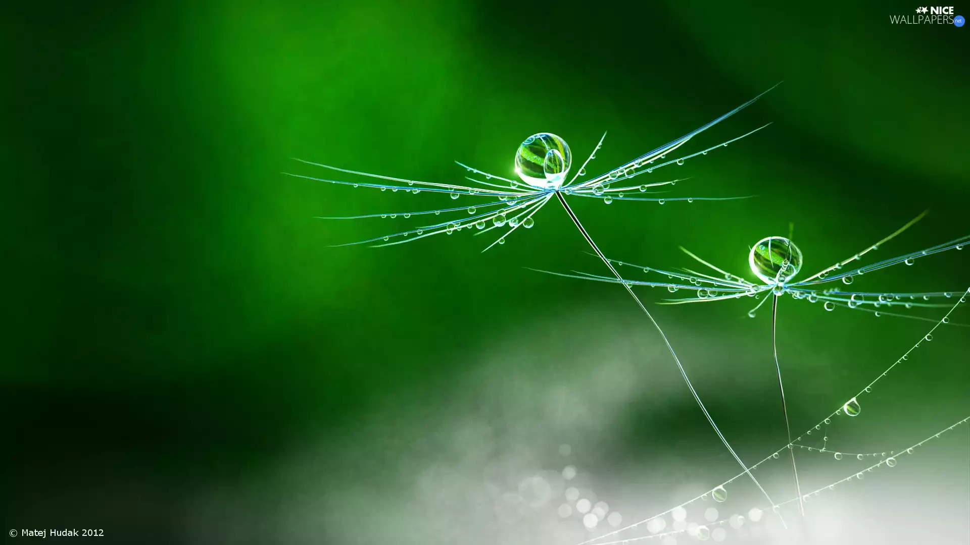 Achenes, drops, Close, Plants