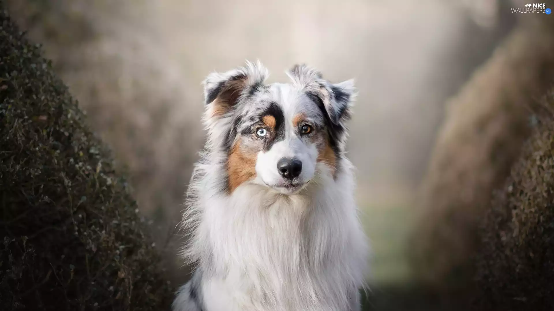 muzzle, dog, background, Plants, fuzzy, Australian Shepherd