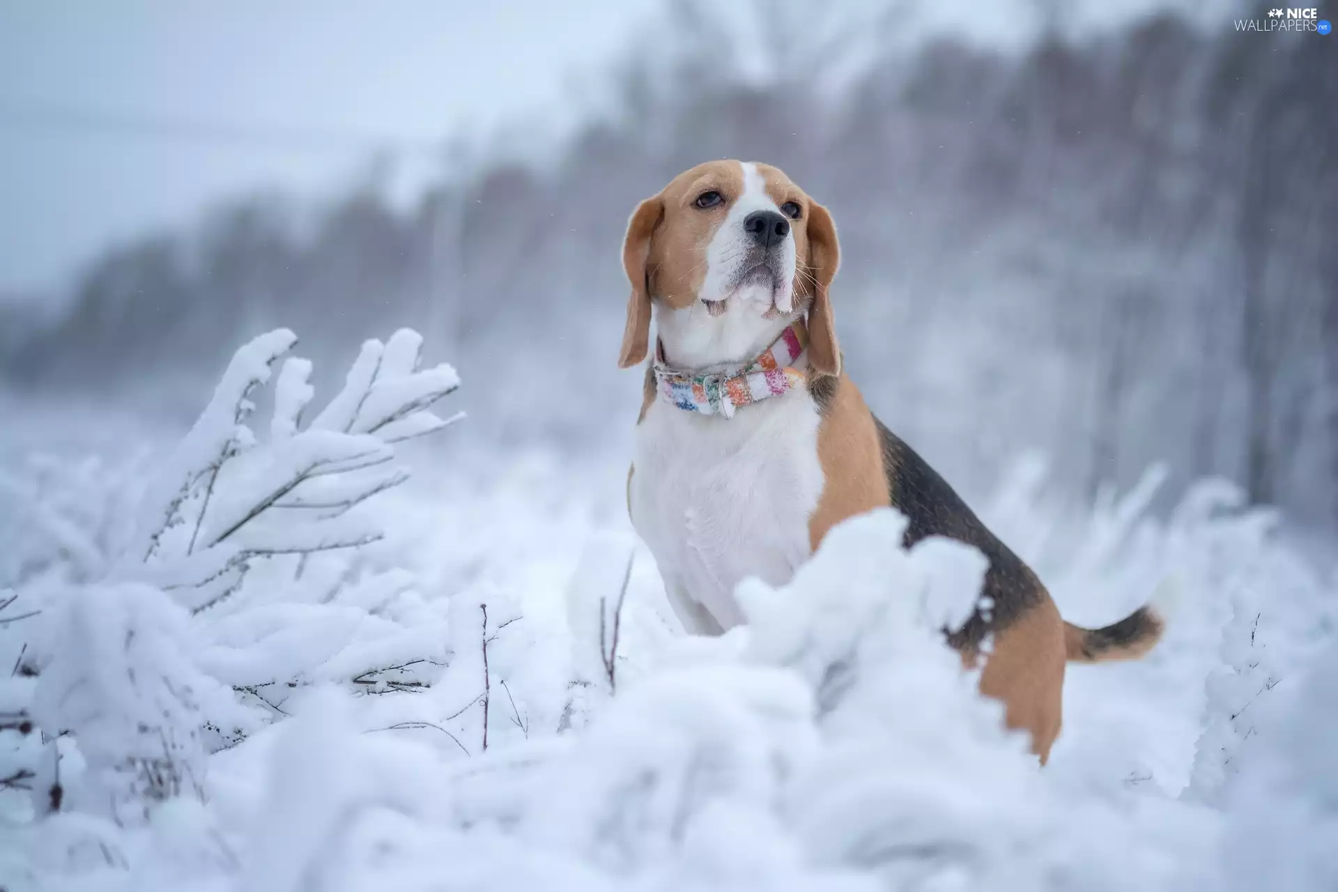 Snowy, Plants, Beagle, winter, dog