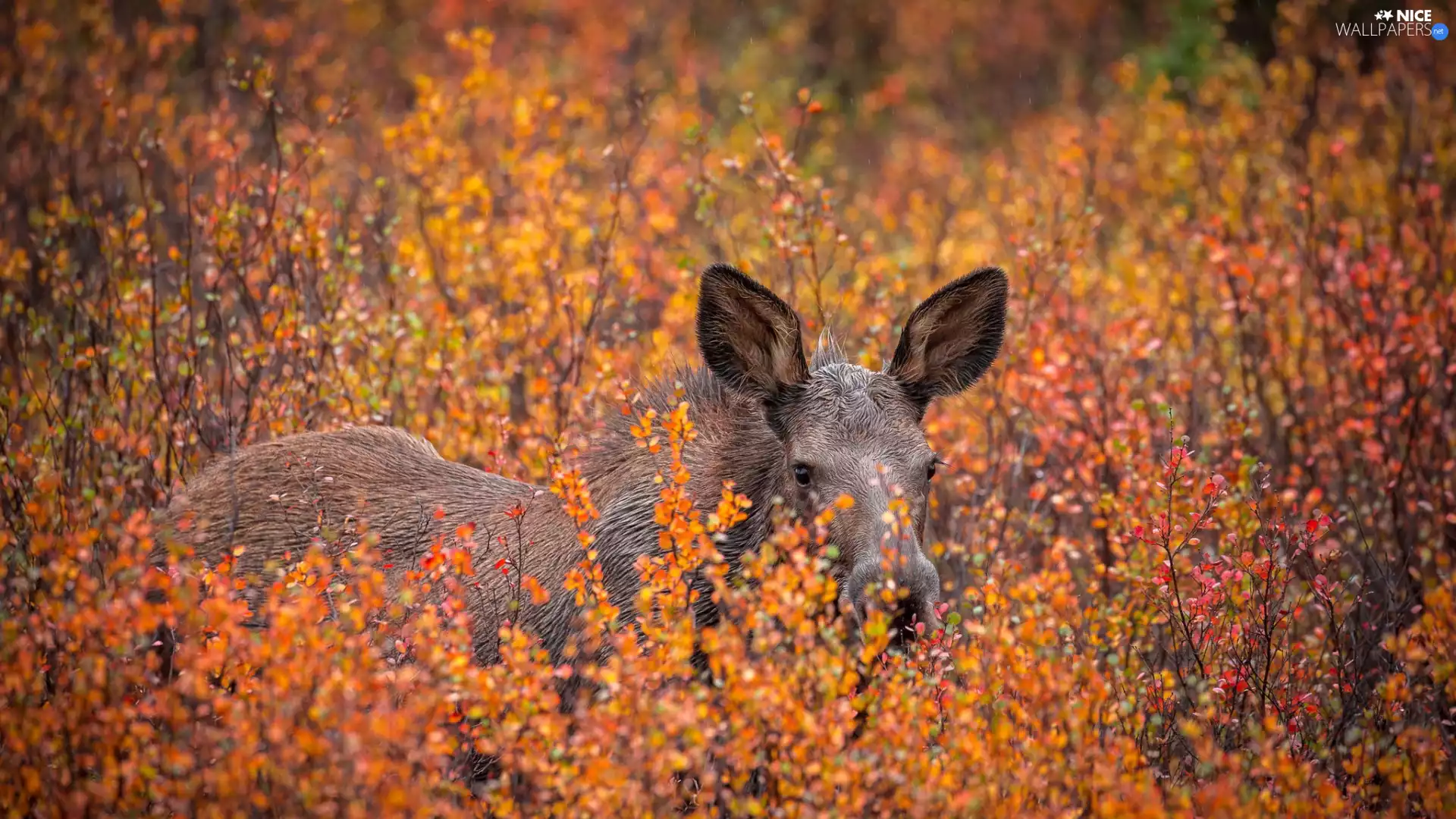 Bush, young, moose, Plants