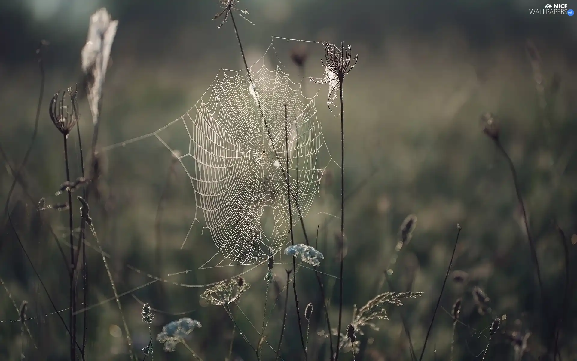Plants, Web, Close