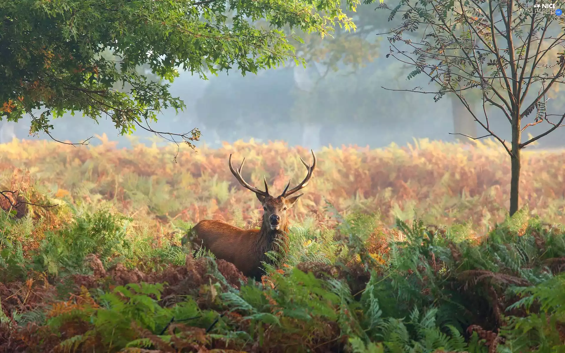 deer, fern, trees, Plants
