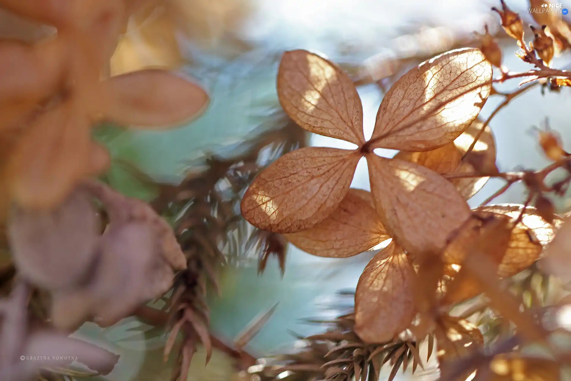 dry, Plants