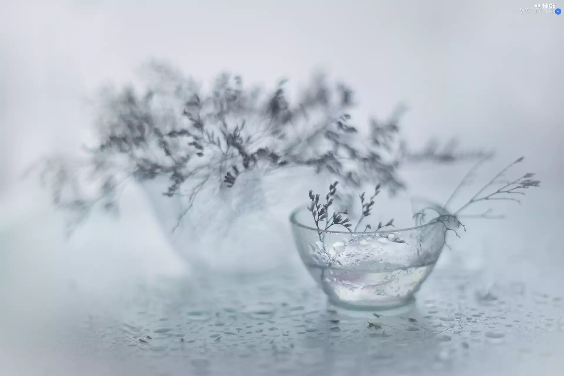 dry, glass, dishes, Plants