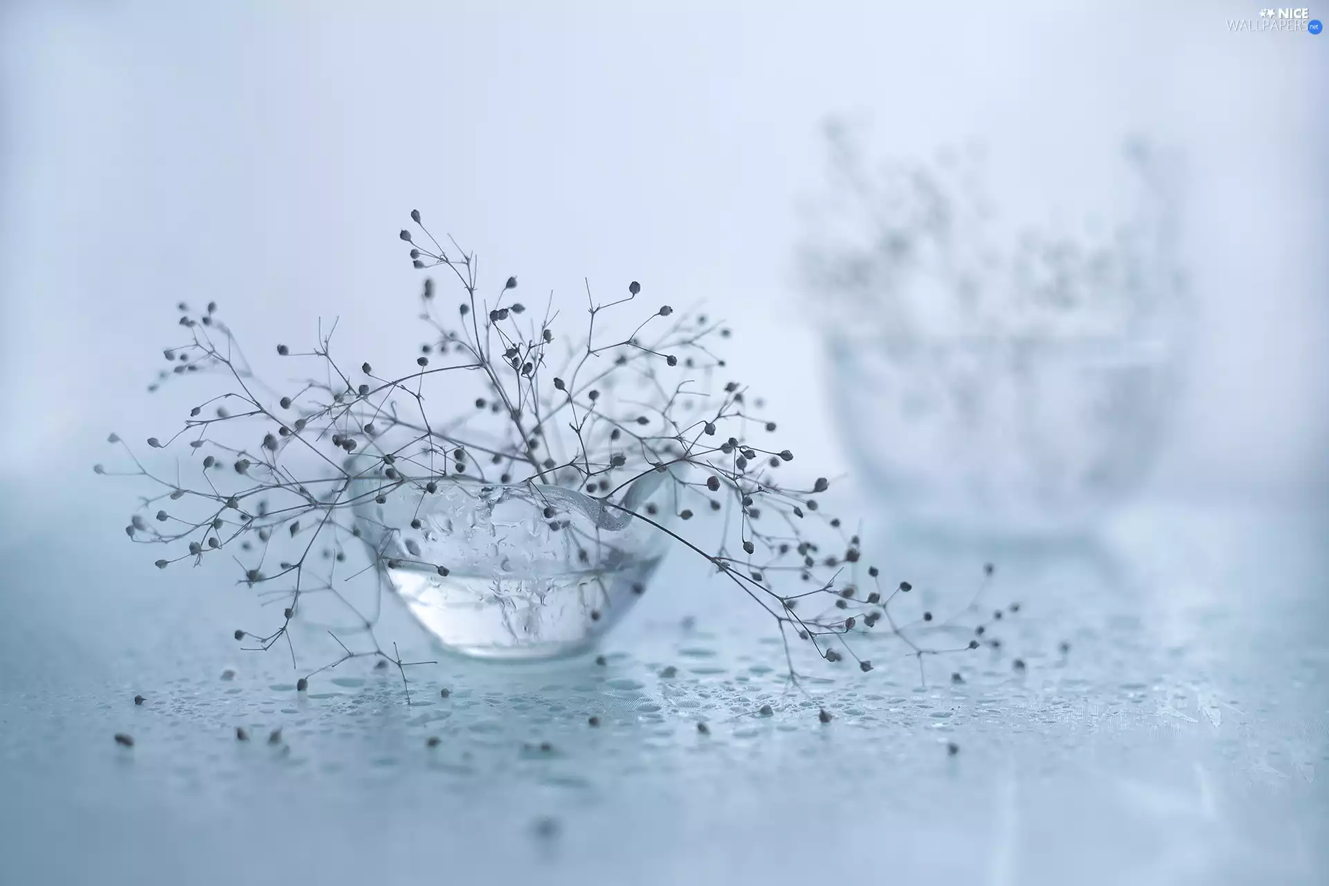 dry, glass, vase, Plants