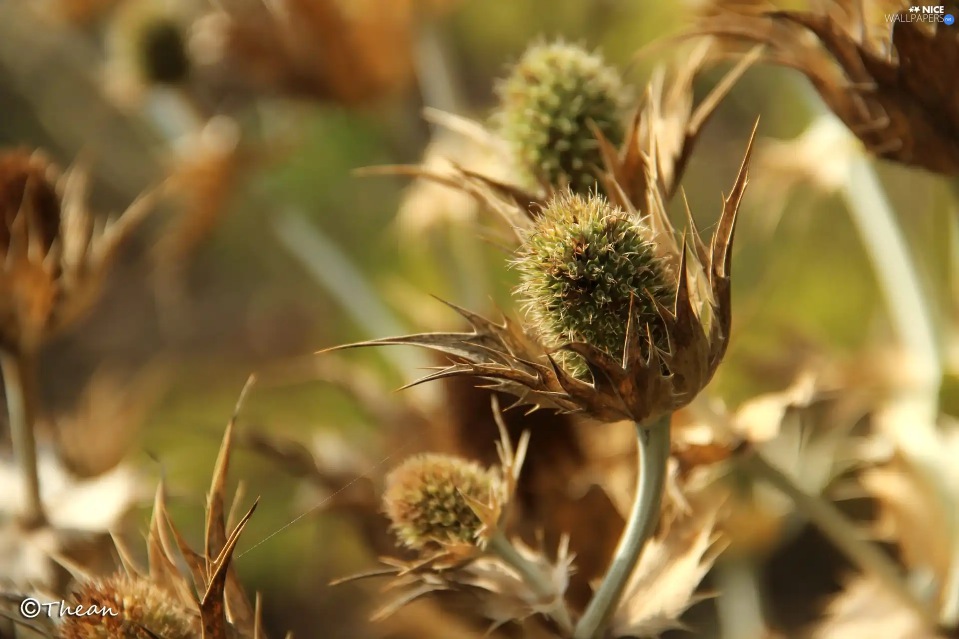 dry, Plants