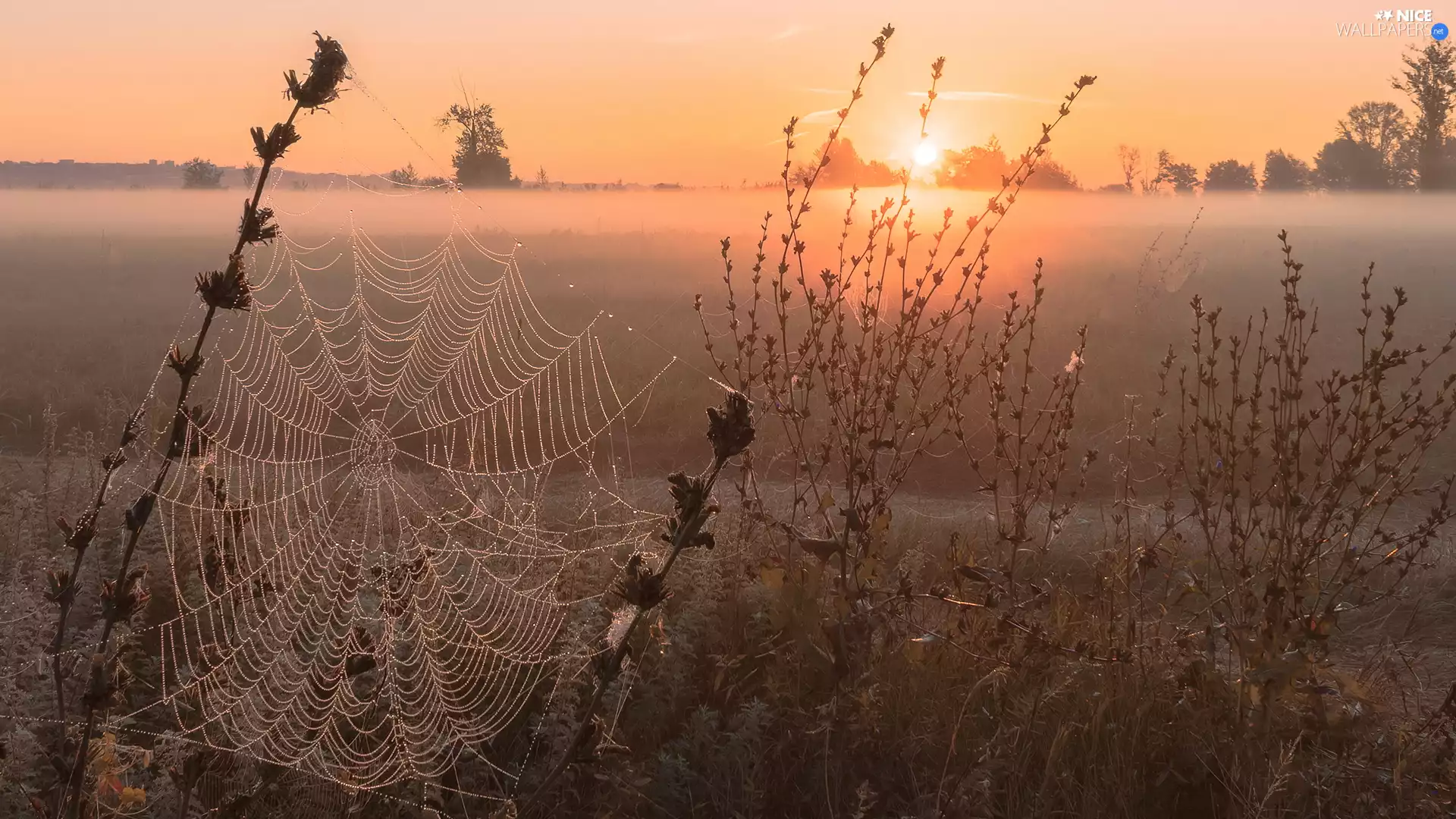 field, Web, Fog, Plants