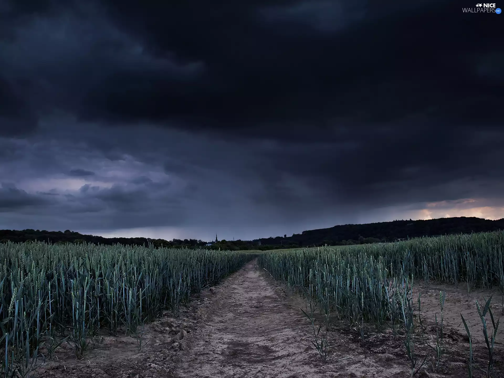 Plants, Sky, field
