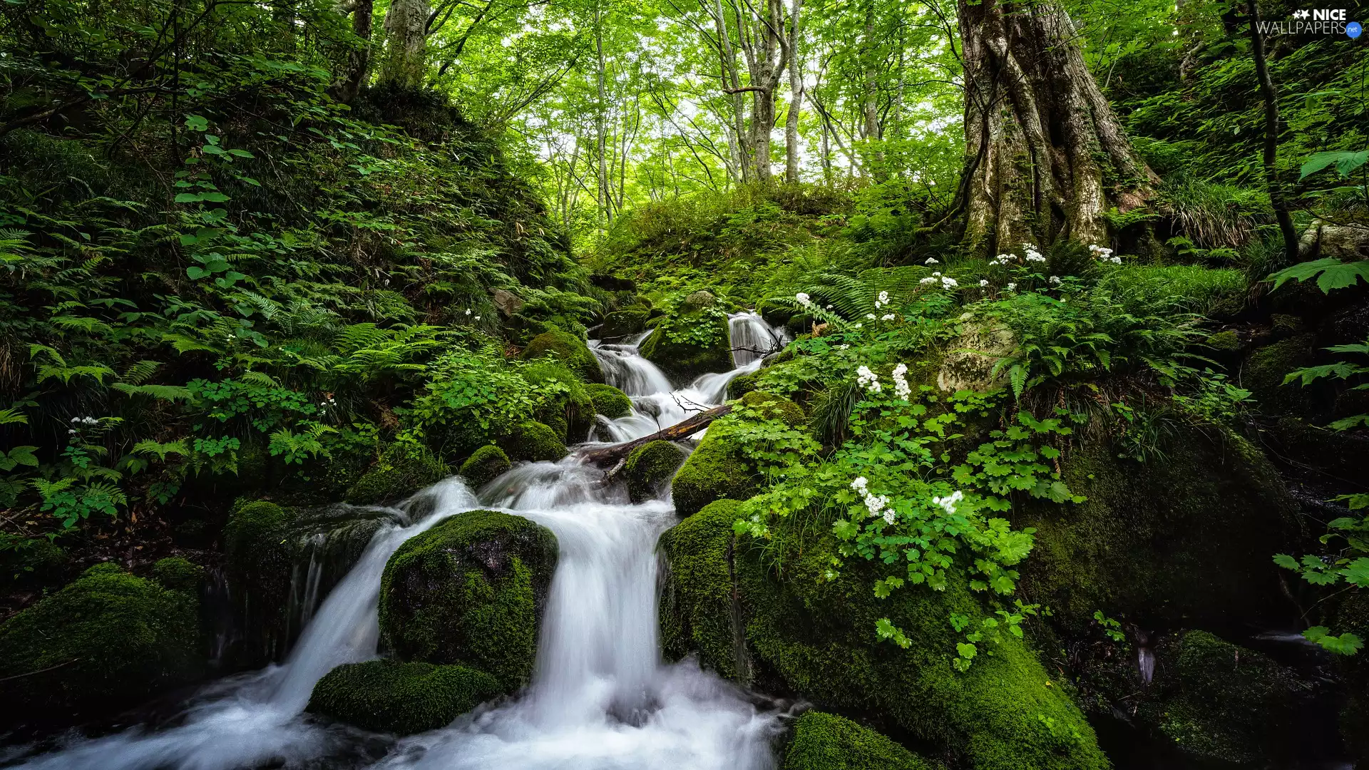stream, mossy, Flowers, rocks, White, forest, Green, Plants