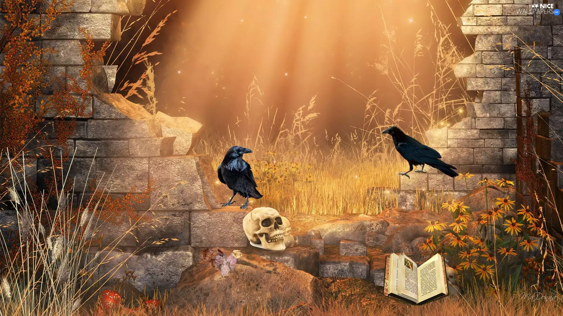 book, Ravens, Flowers, skull, graphics, the walls, Plants
