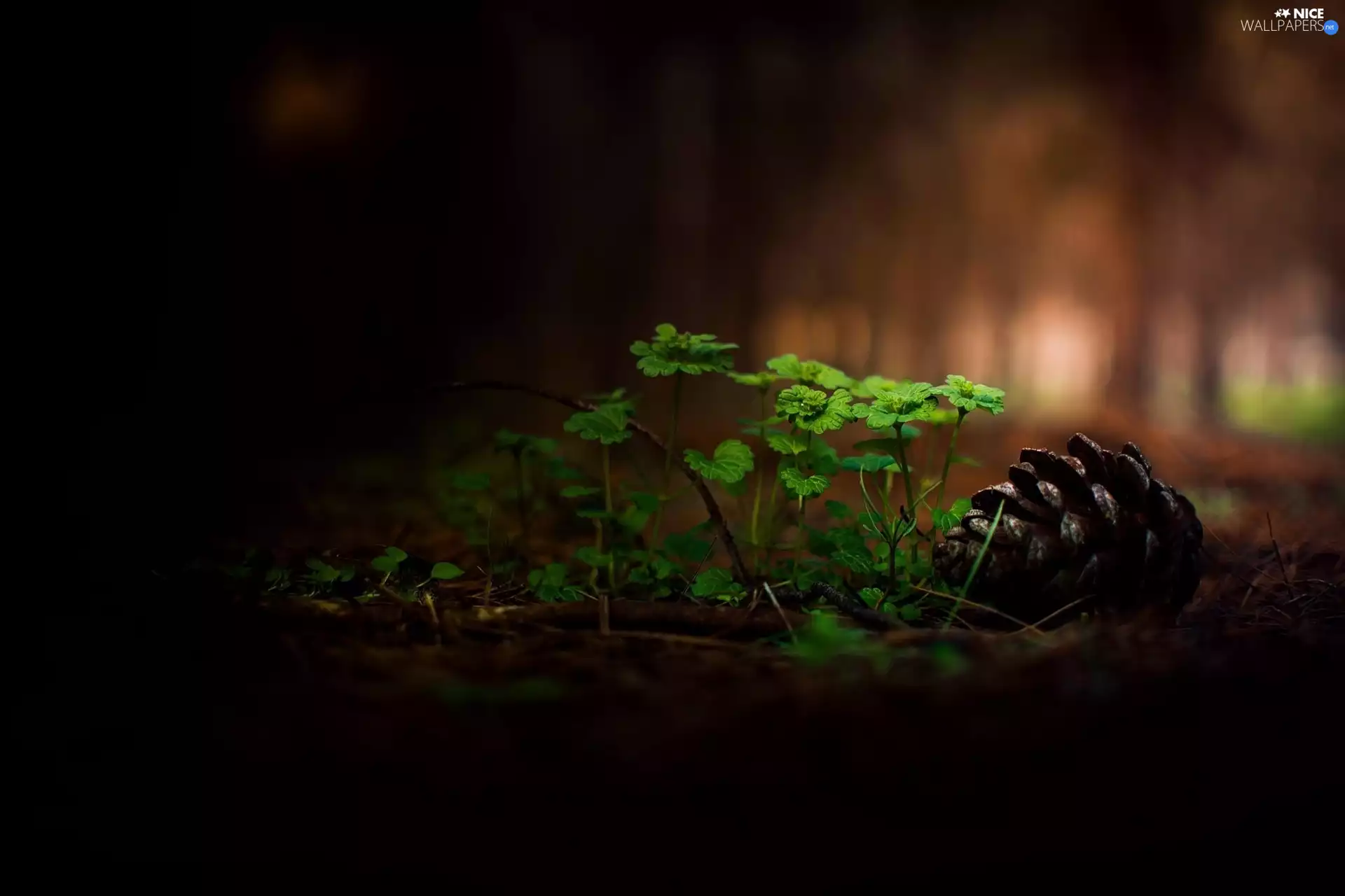 forest, cone, Close, plants