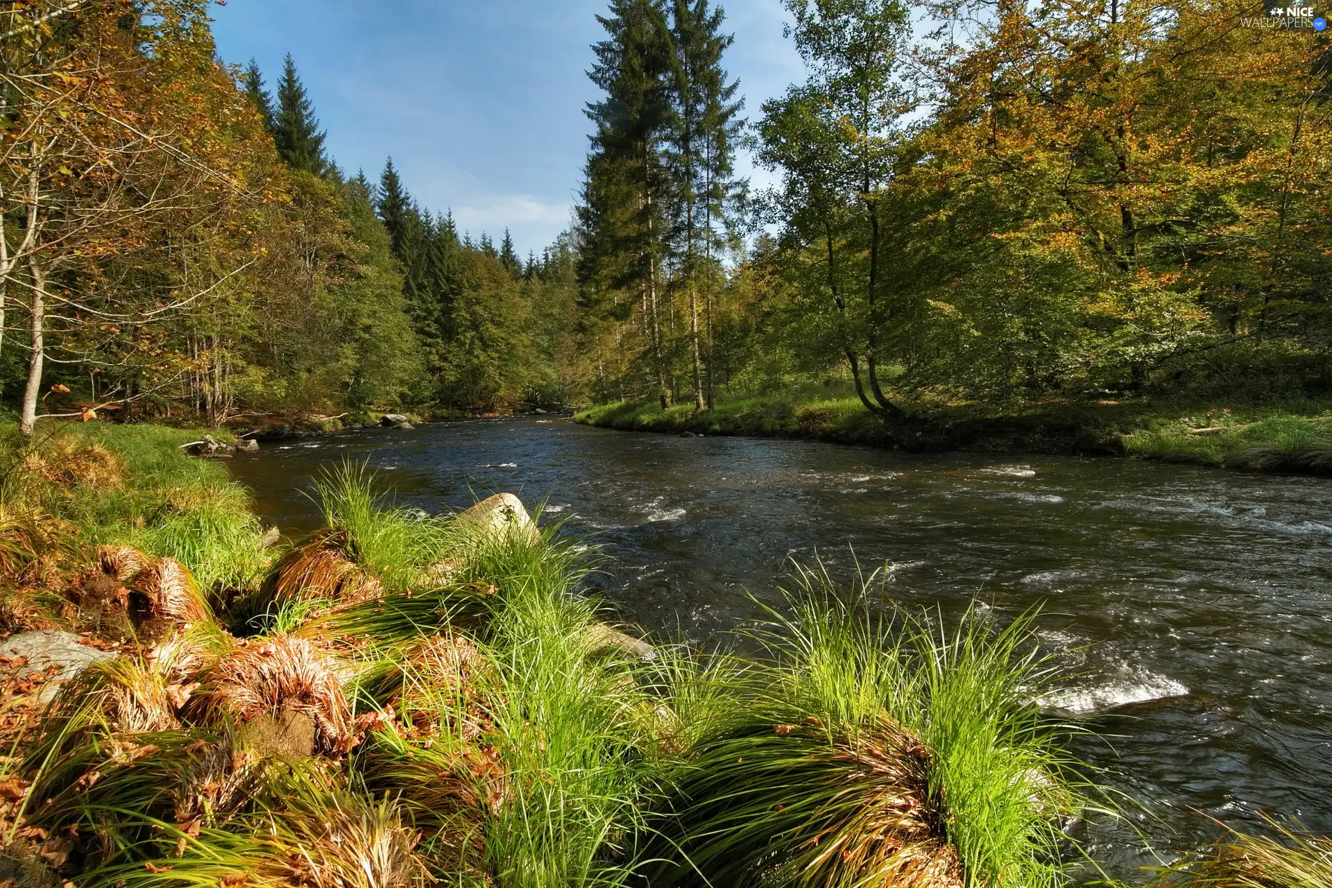 forest, Stones, Plants, River