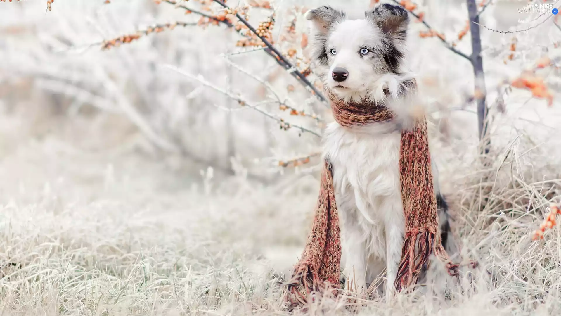 Scarf, dog, grass, Plants, rime, Border Collie