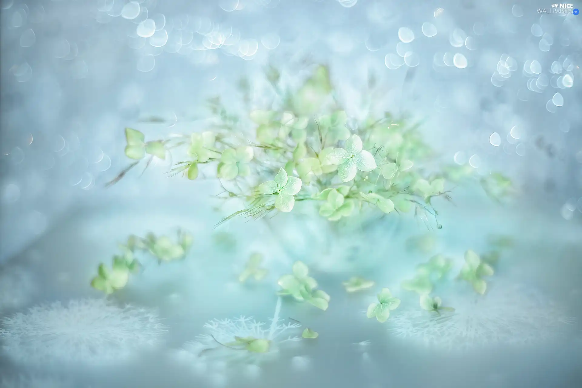 Plants, hydrangea, grass