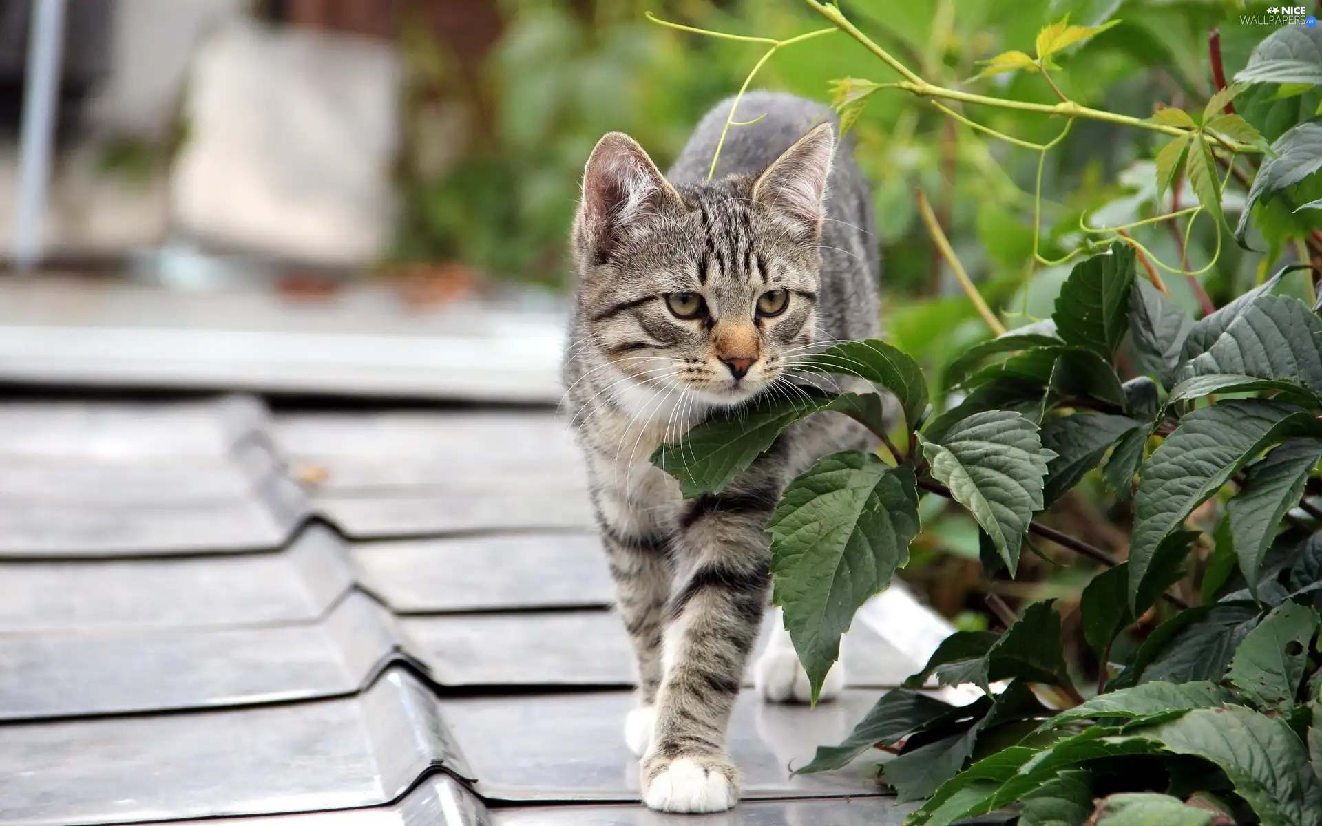 Gray, the roof, Plants, cat