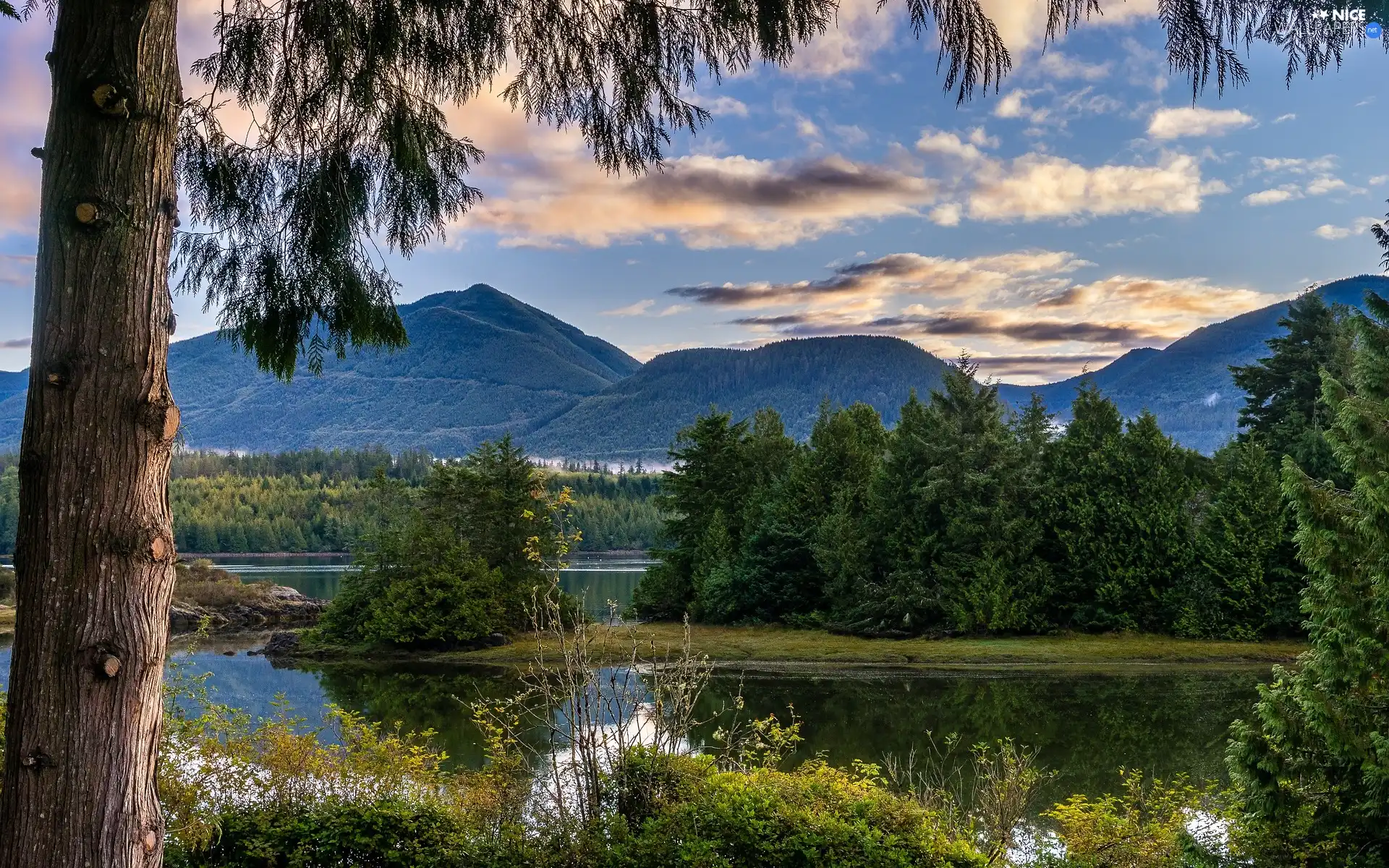 viewes, Plants, lake, trees, Mountains