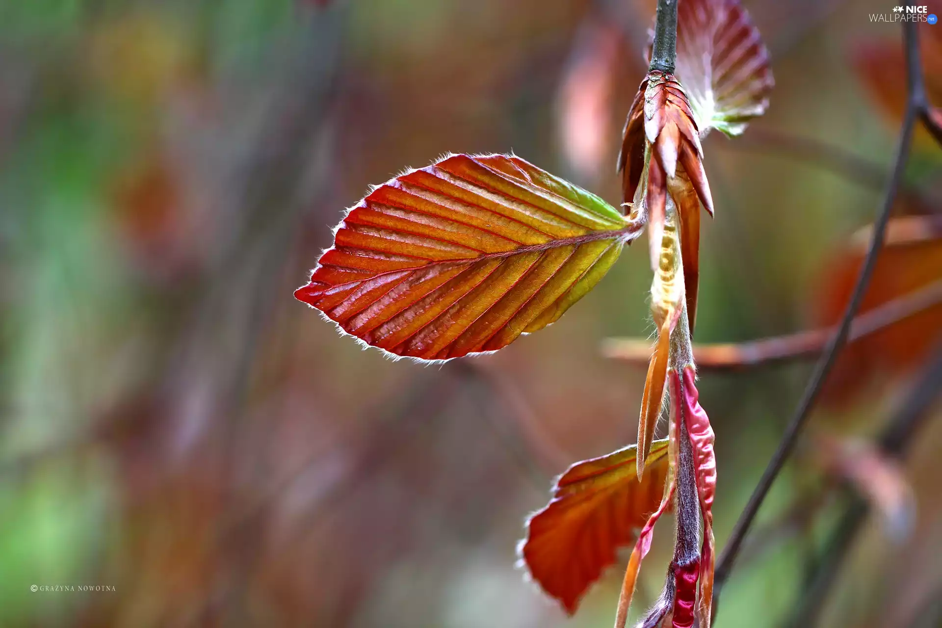 Plants, color, Leaf