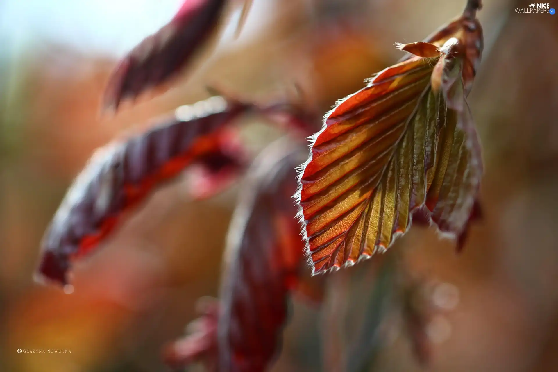 Plants, color, Leaf