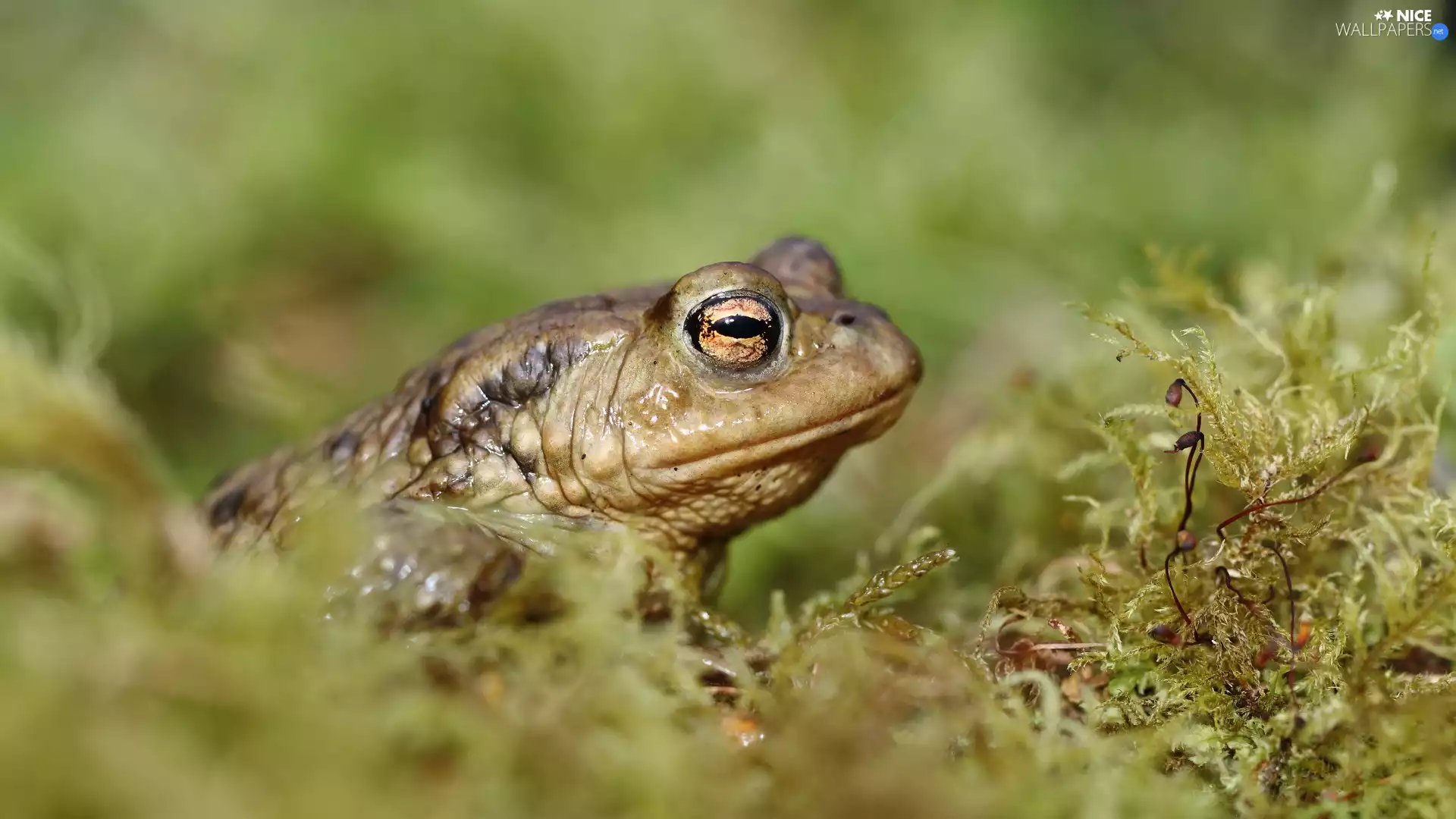 Moss, strange frog, Plants