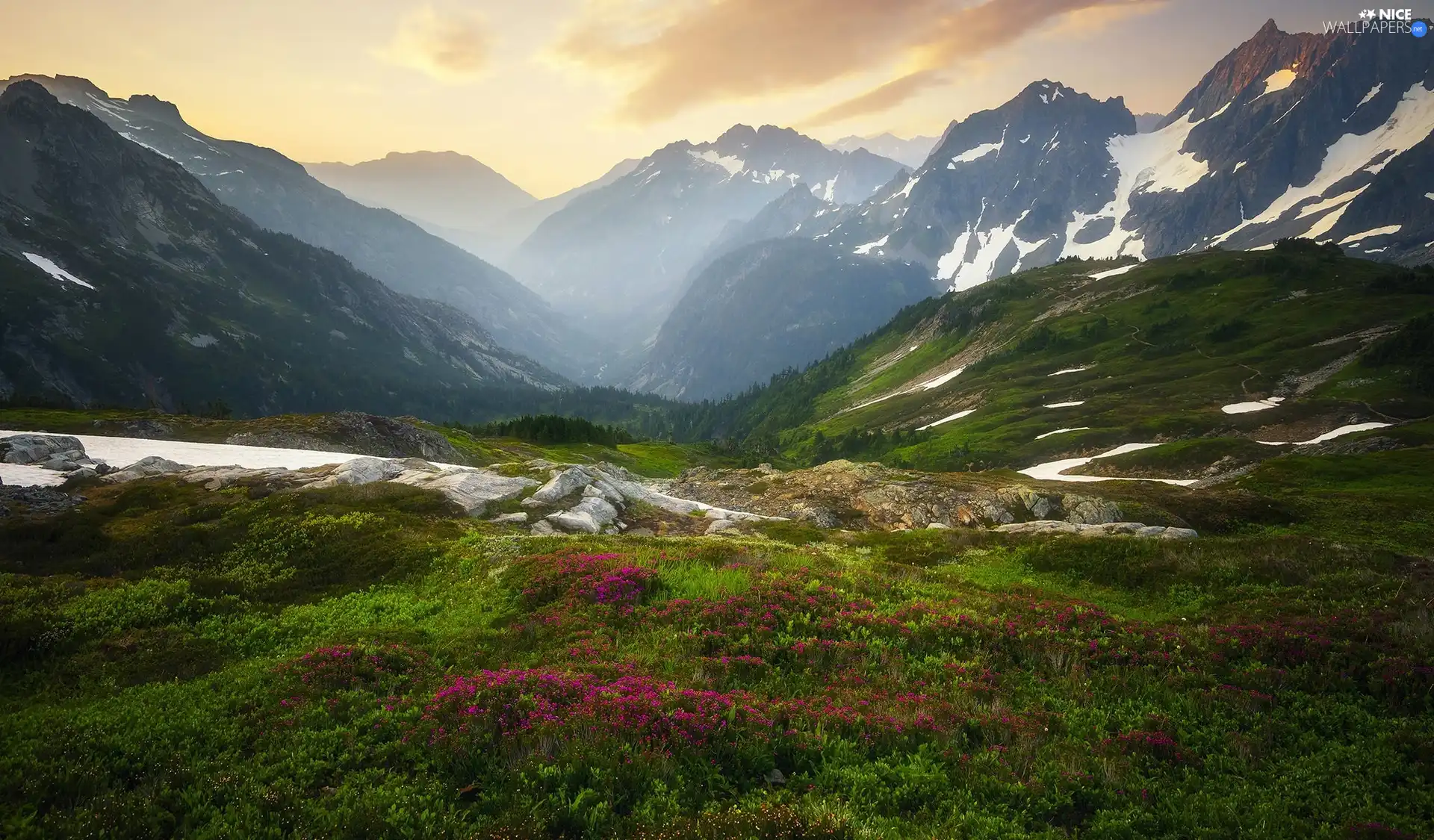 Mountains, Flowers, rocks, Plants