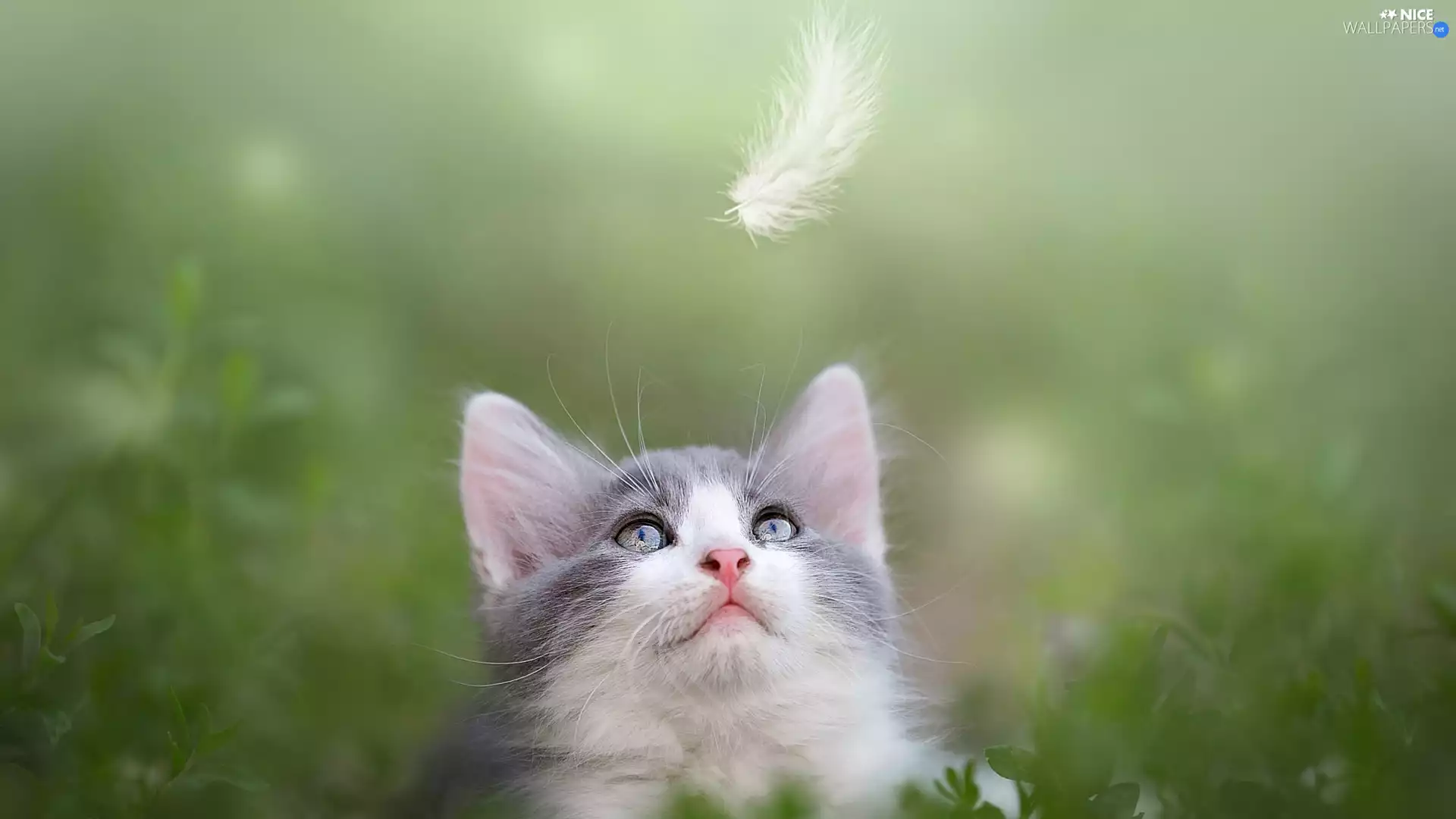 fuzzy, Plants, mouth, feather, cat