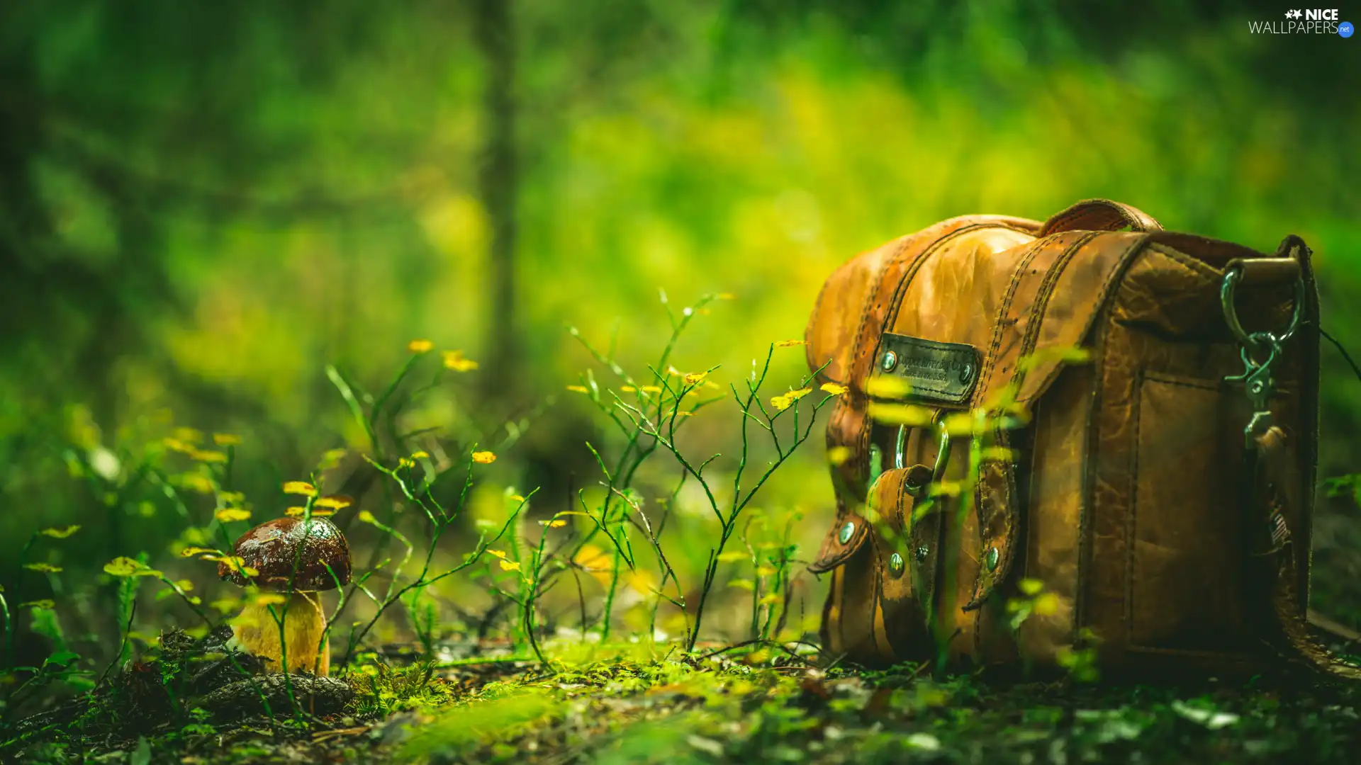 Plants, bag, Mushrooms