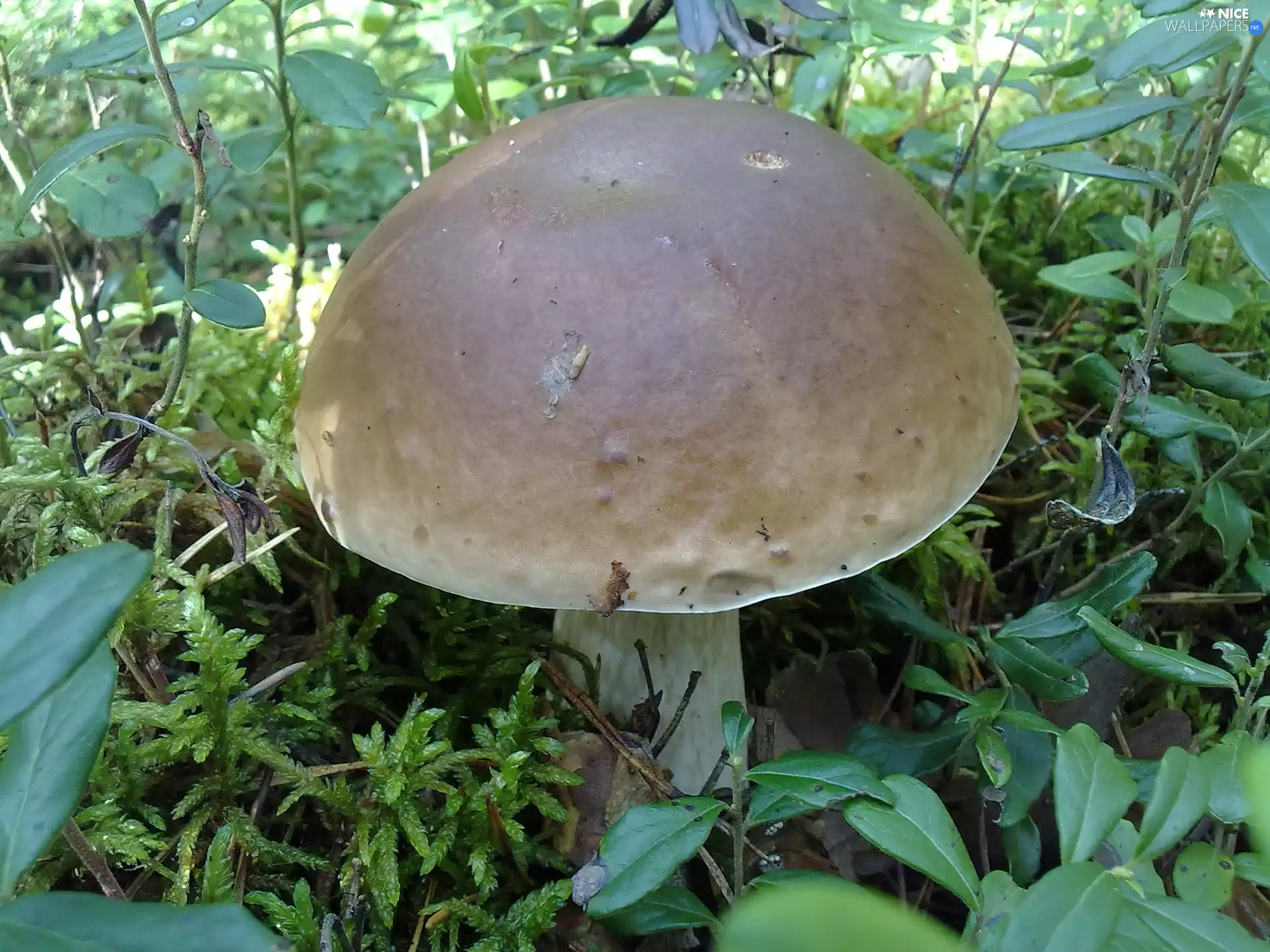 Plants, Beatyfull, Mushrooms