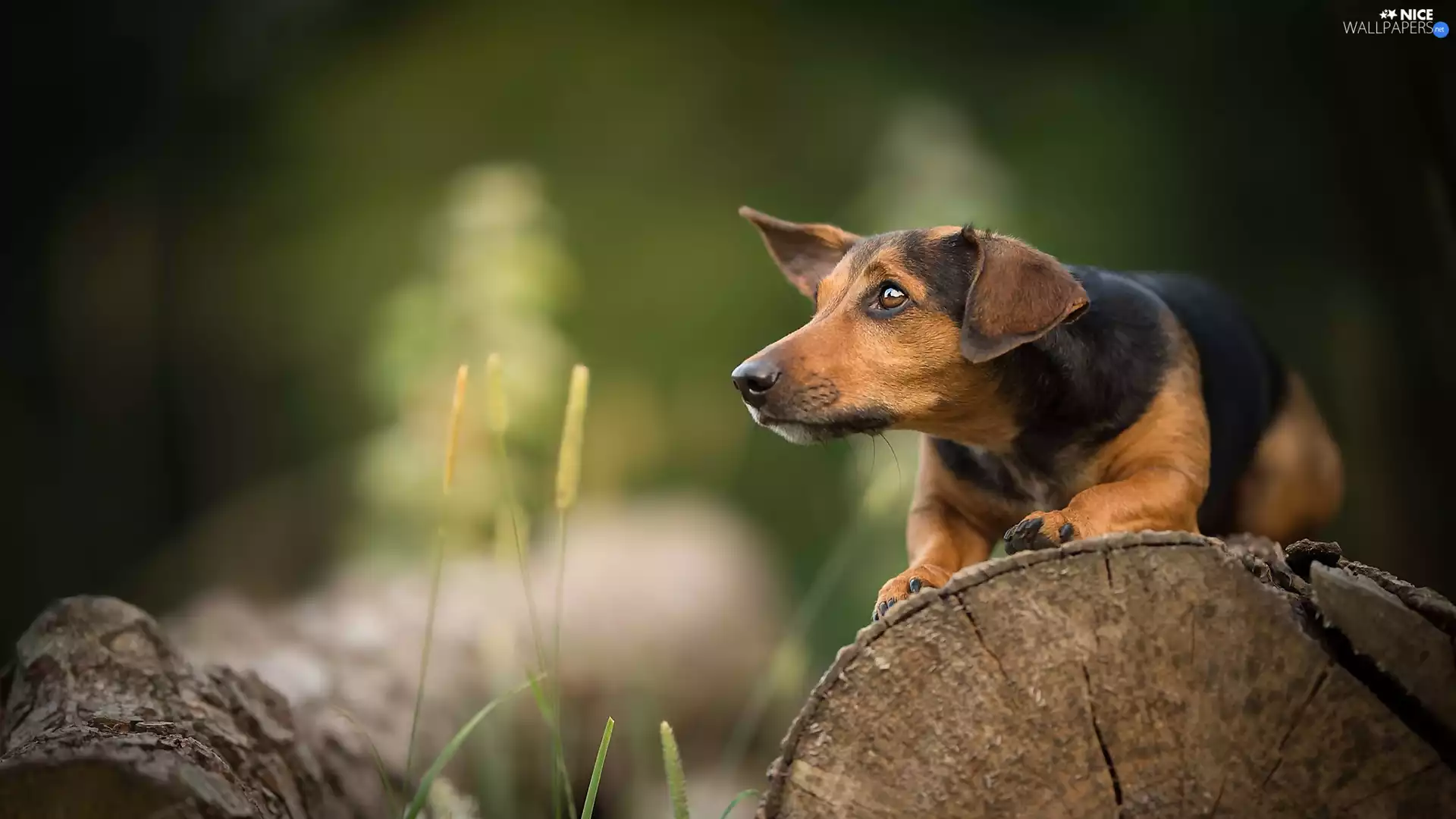 log, plants, muzzle, trees, dog
