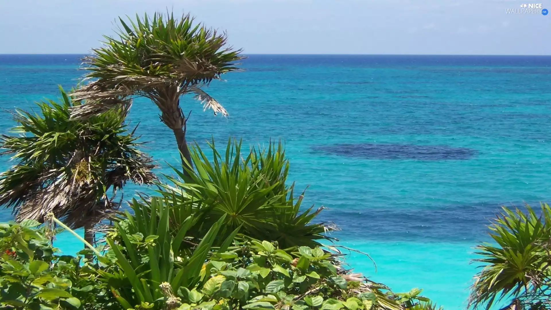 Plants, sea, Palms