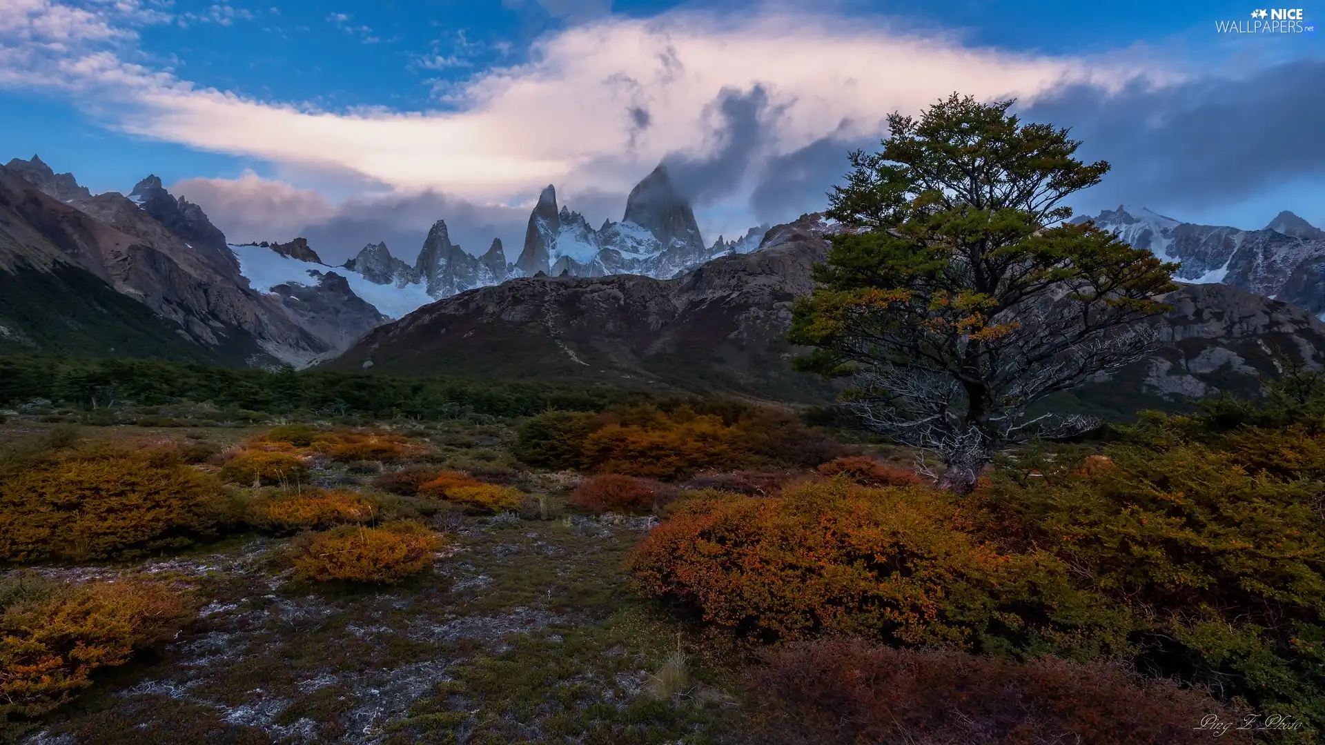Plants, trees, Patagonia, Yellowed, Mountains, Los Glaciares National Park, Argentina