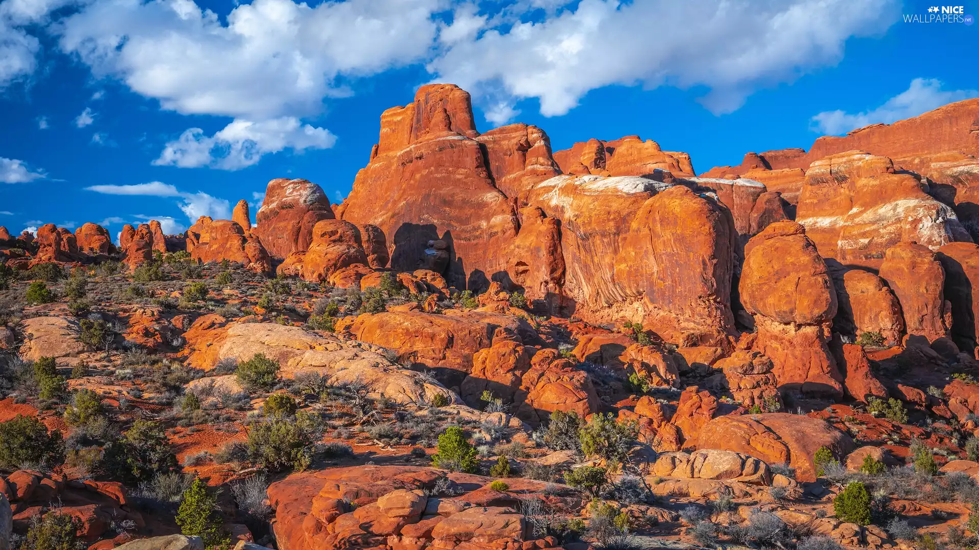 Plants, Red, Utah, The United States, Arches National Park, rocks