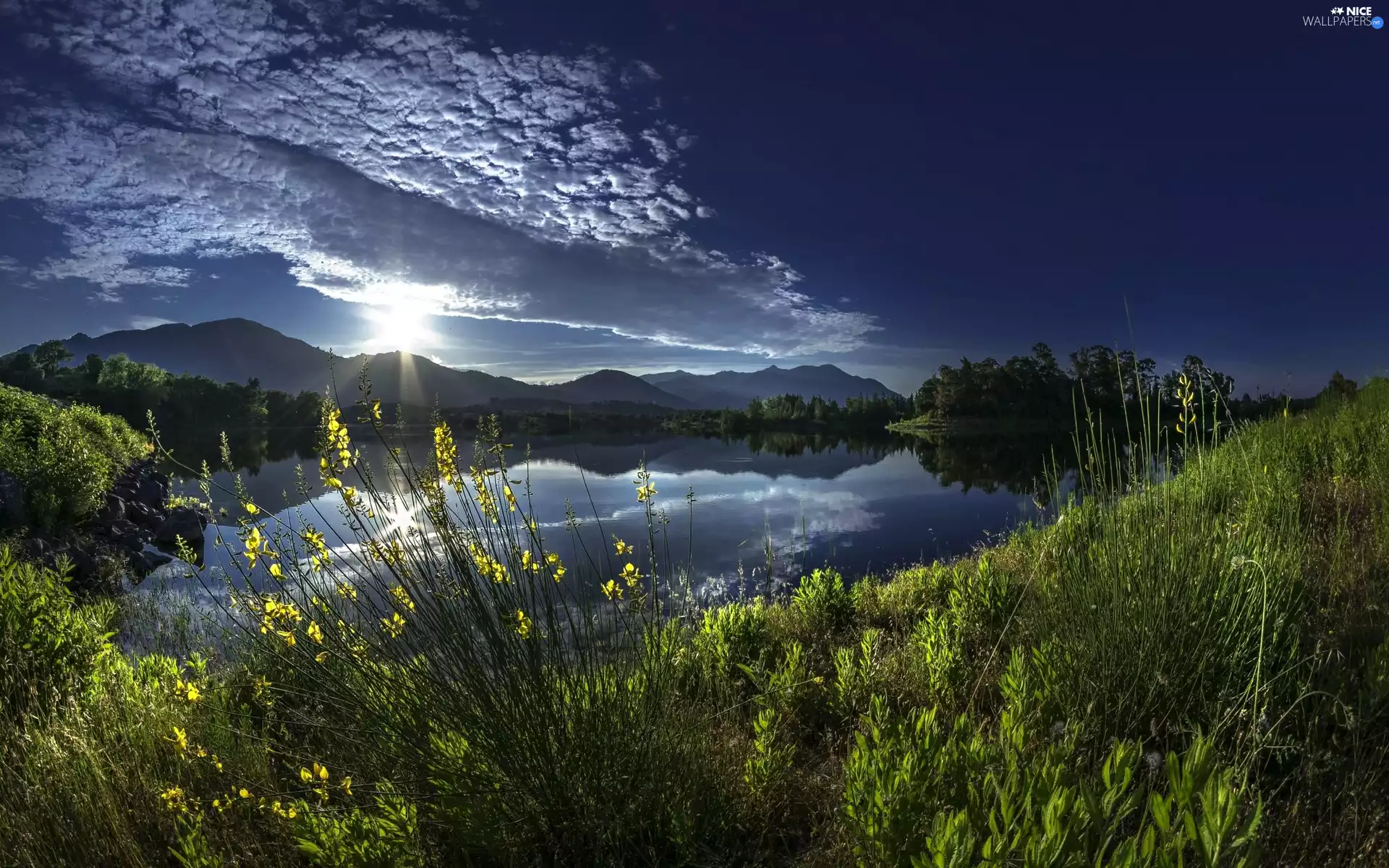 River, Sunrise, dawn, Plants