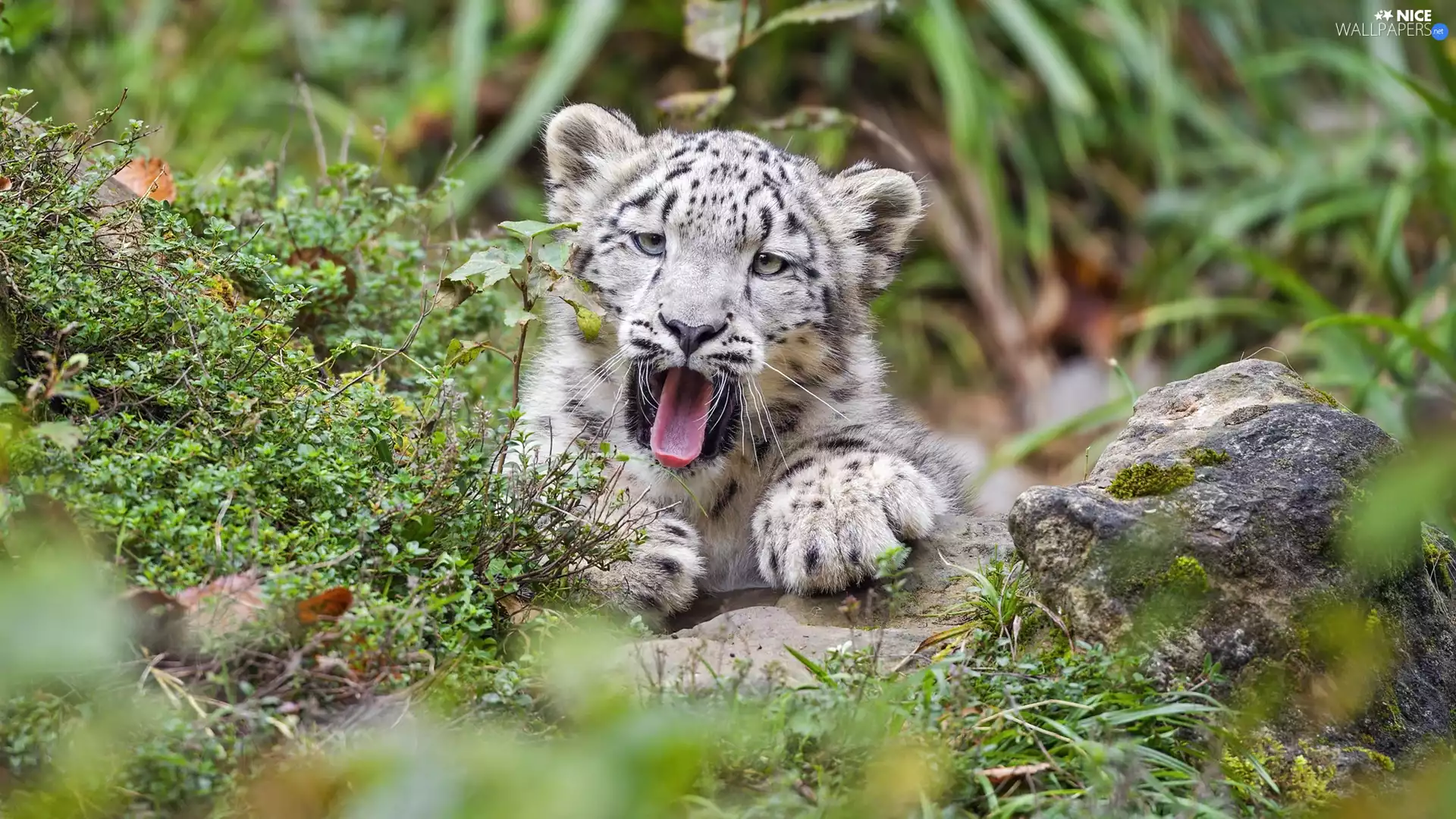 yawning, Plants, Rocks, snow leopard