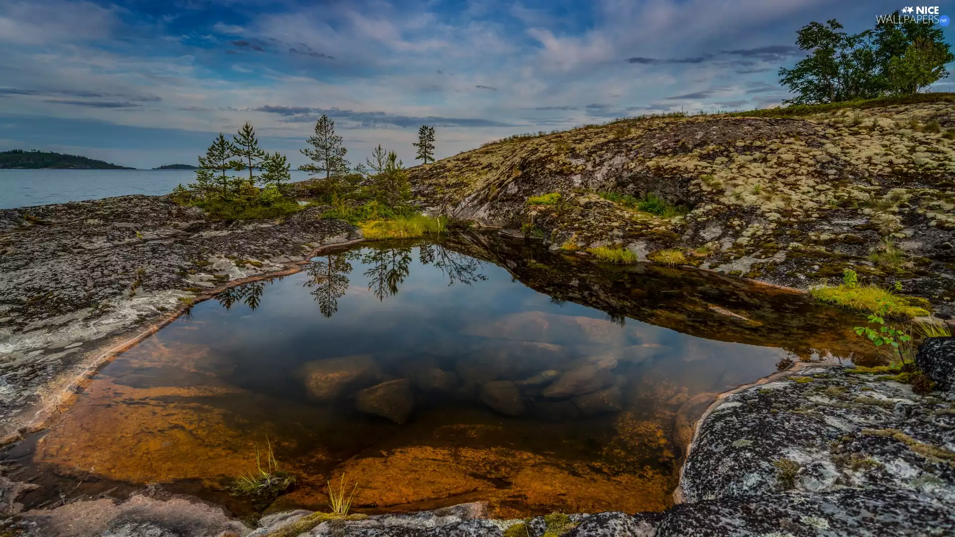 puddle, lake, viewes, Plants, trees, rocks