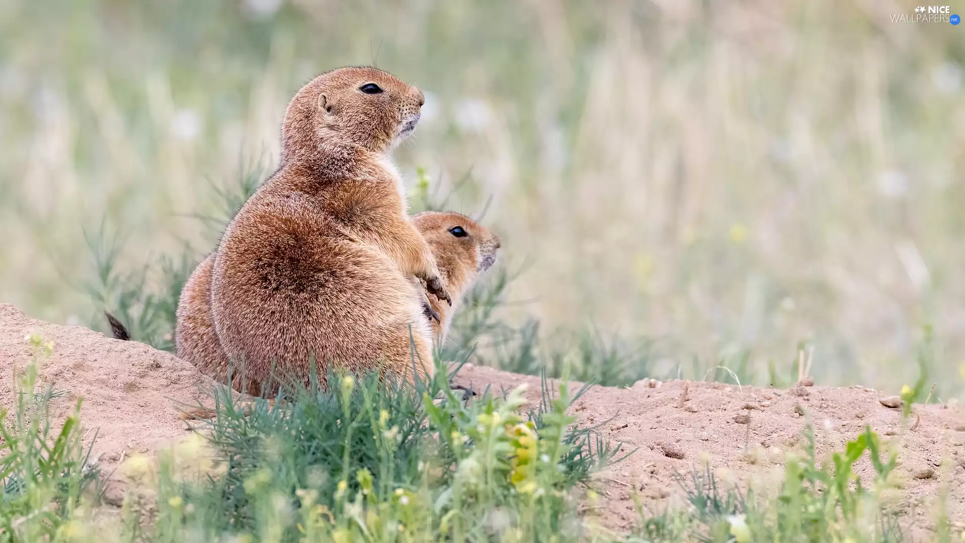Plants, Nieświszczuki, Sand